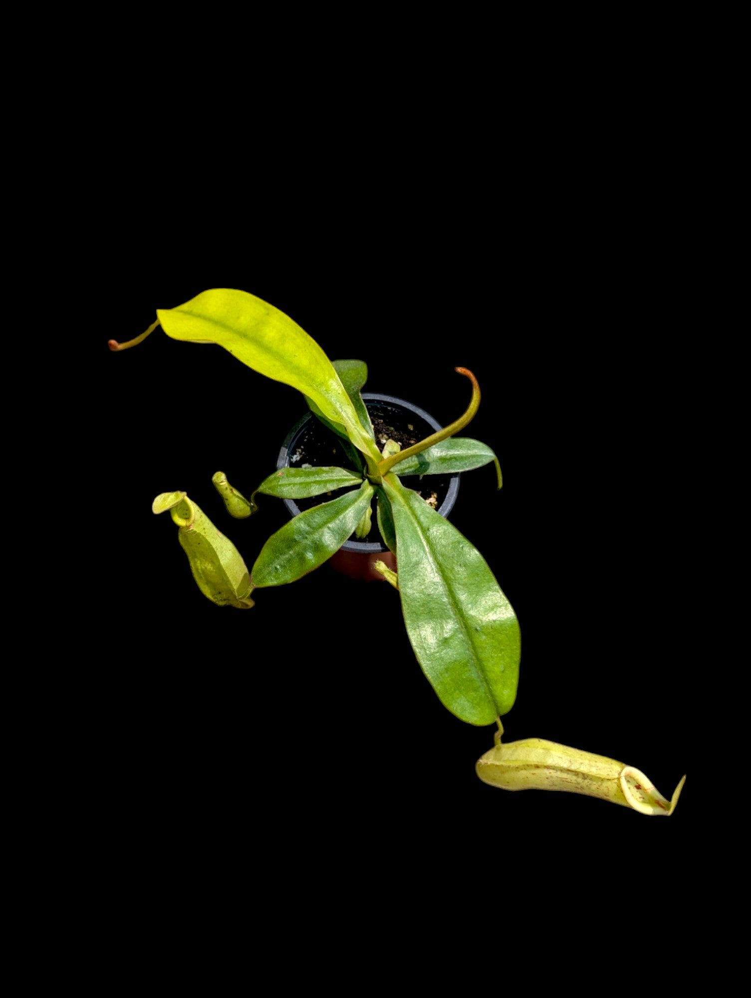 Nepenthes dyeriana (green pitchers)