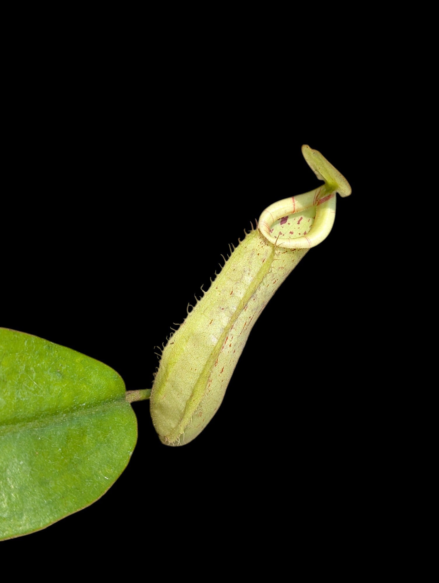 Nepenthes dyeriana (green pitchers)