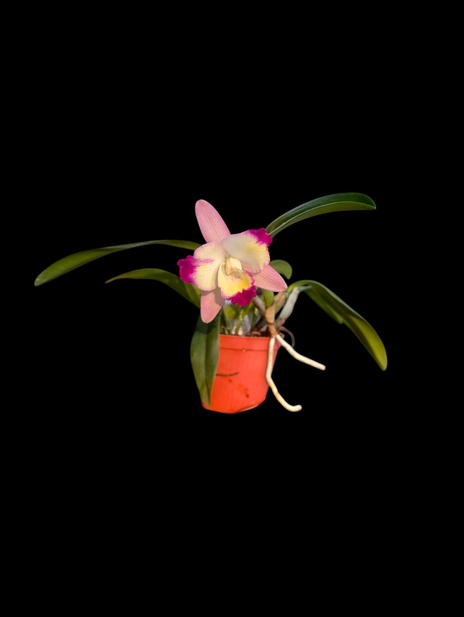 Cattleya Cherry bee 'Happy Field'