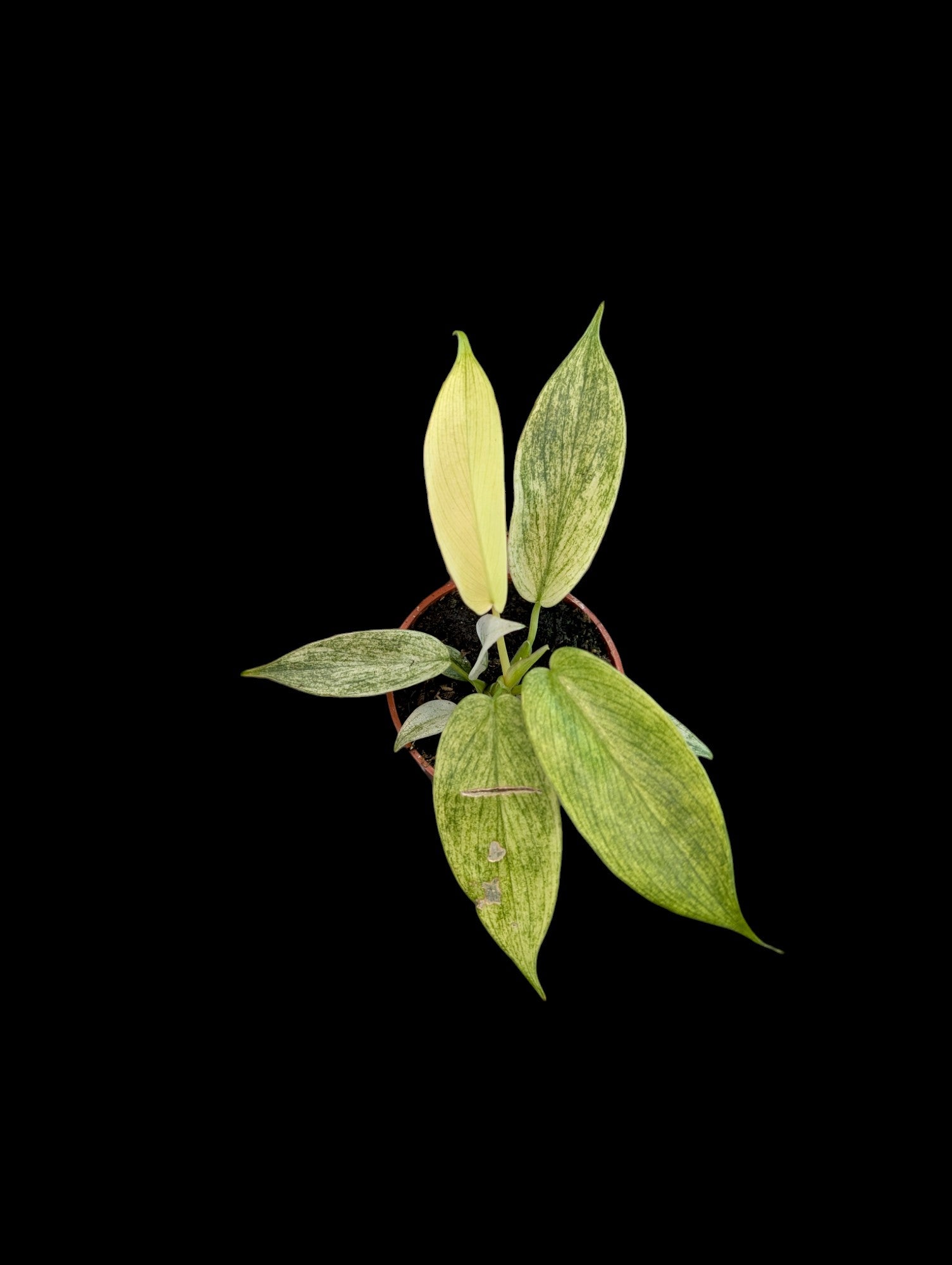 Philodendron Yellow Ghost