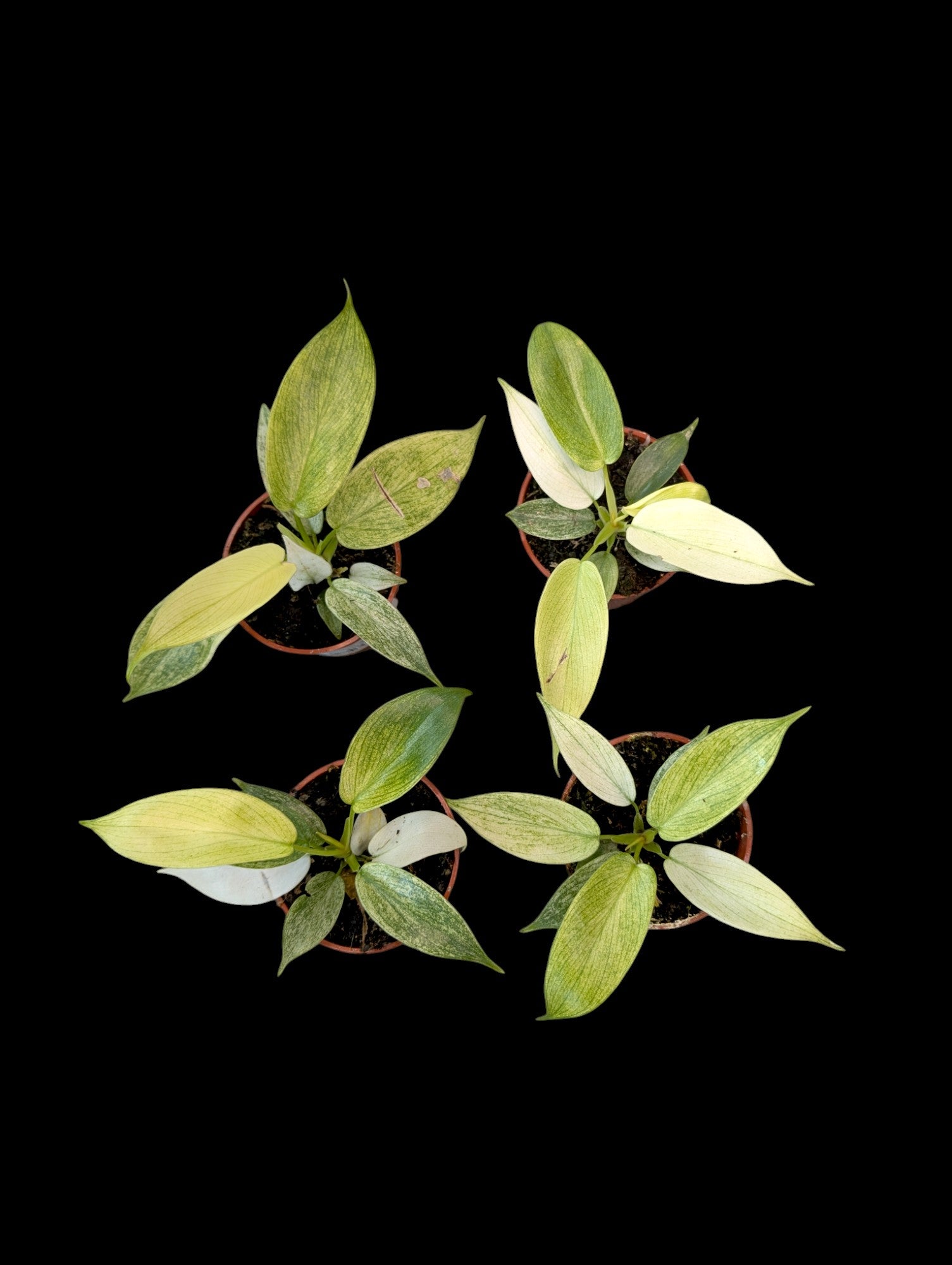 Philodendron Yellow Ghost