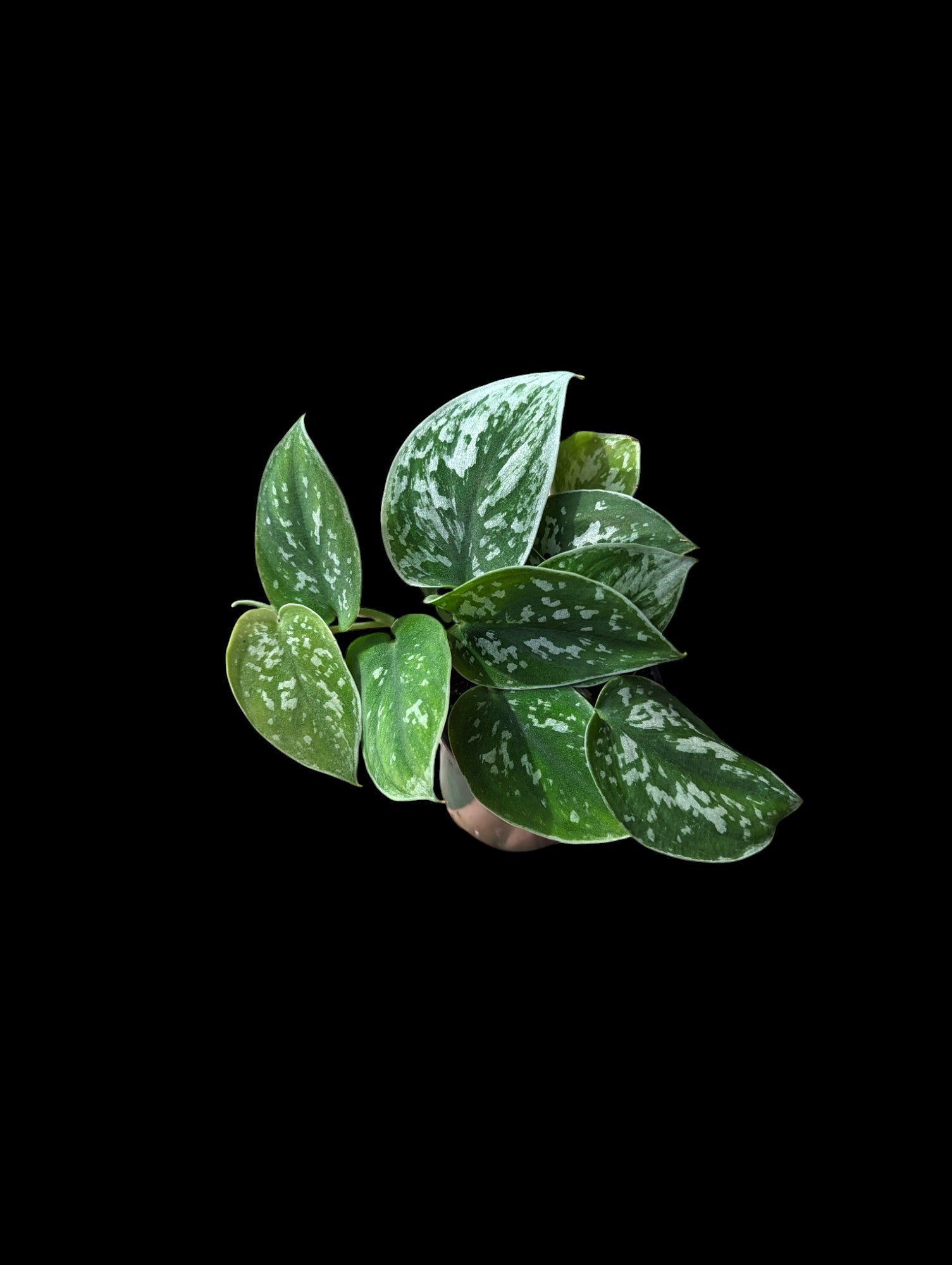 Scindapsus 'Argyraeus'' Argent Satiné