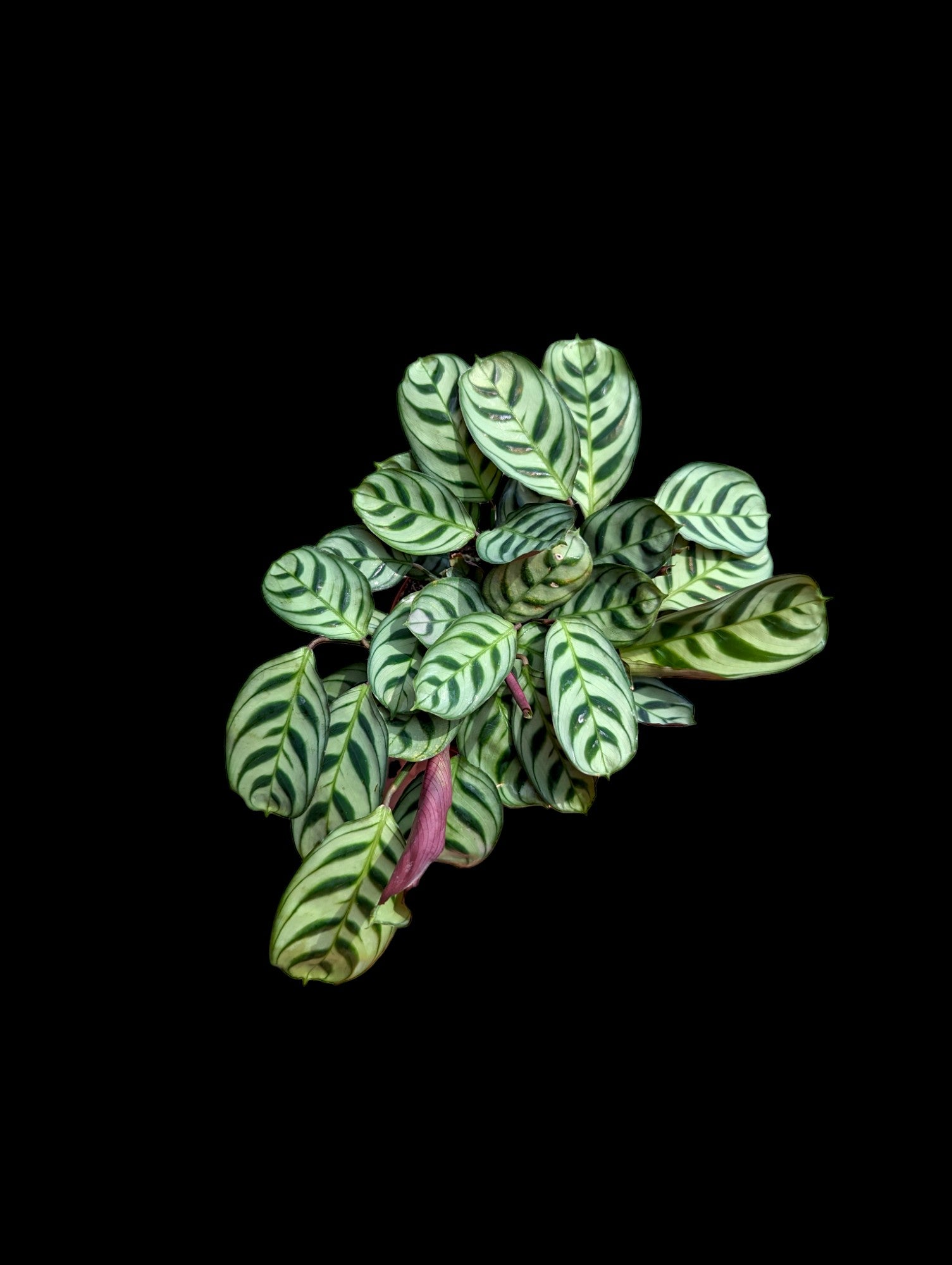 Calathea Burle-Marx