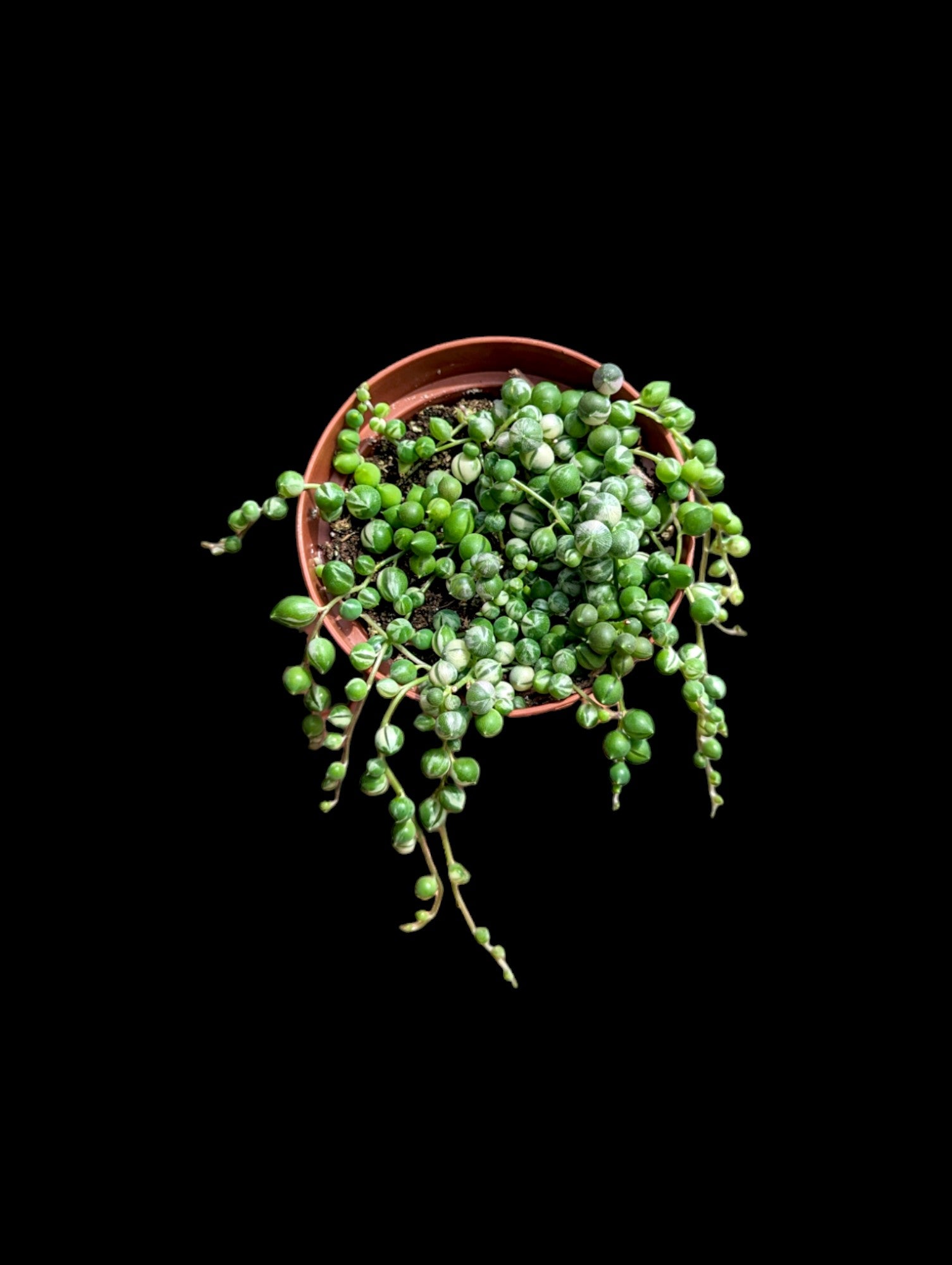 Collier de perles panachées
