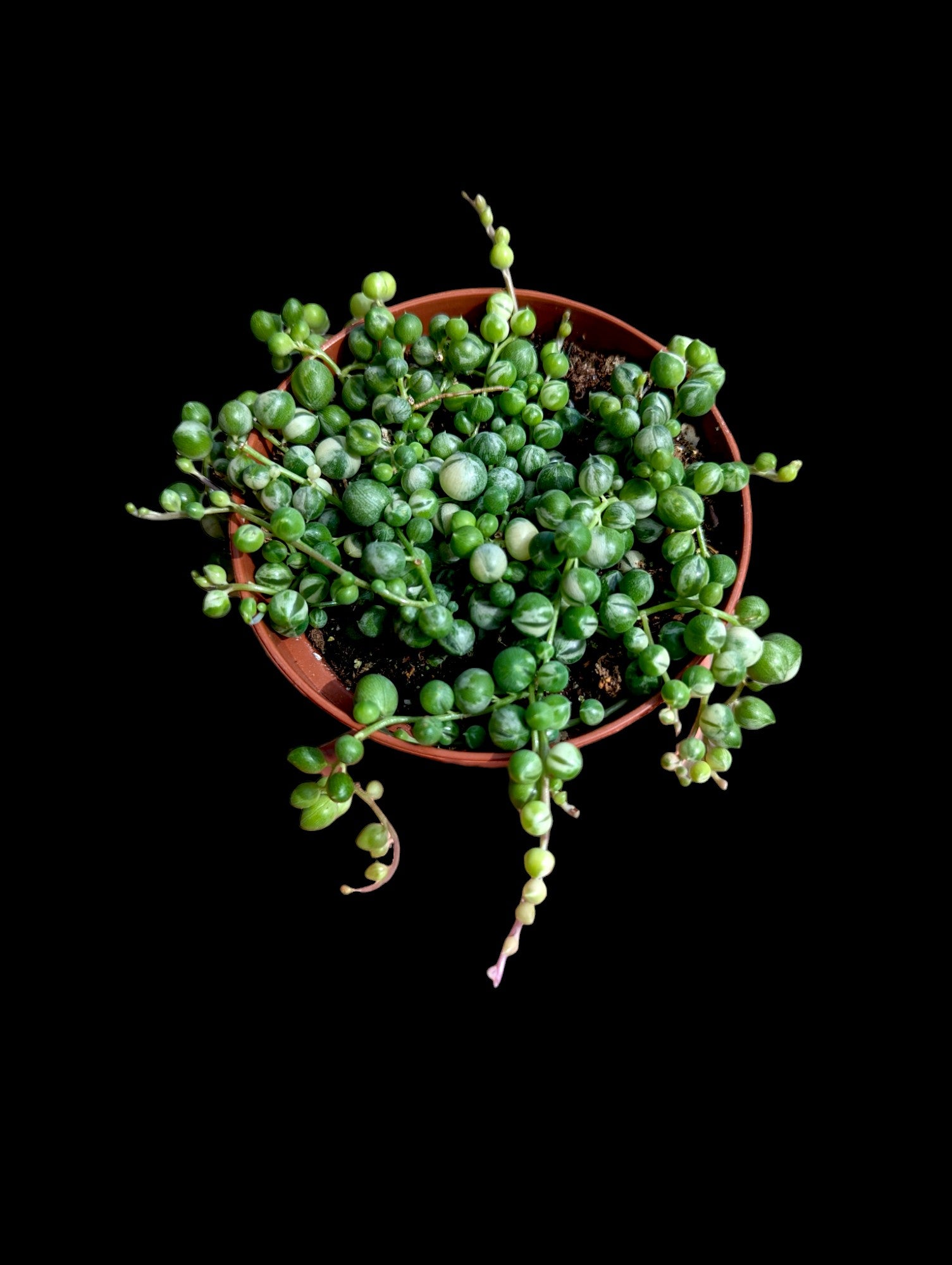 Collier de perles panachées