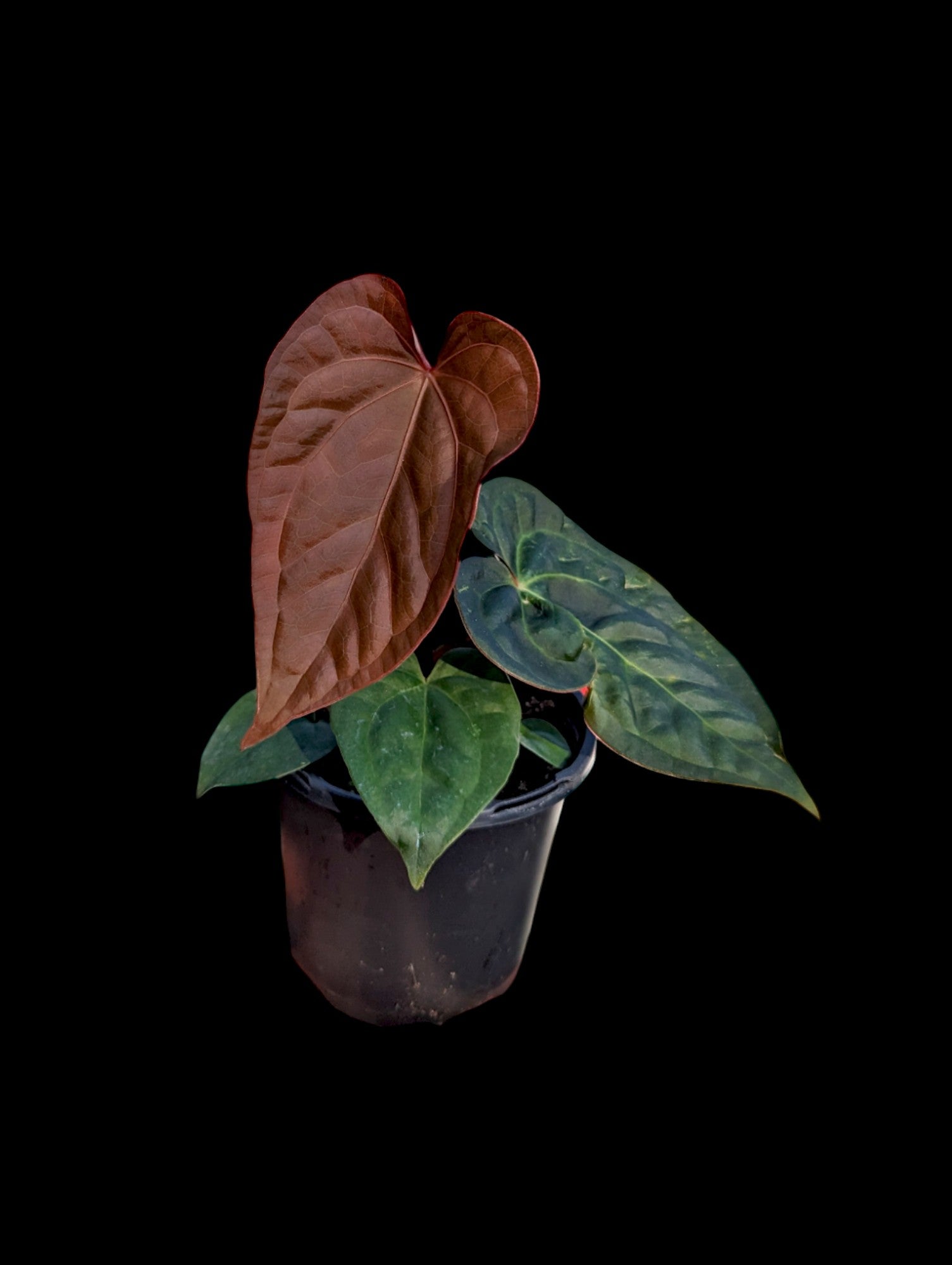 Anthurium luxurians 'Dark Form' cf.
