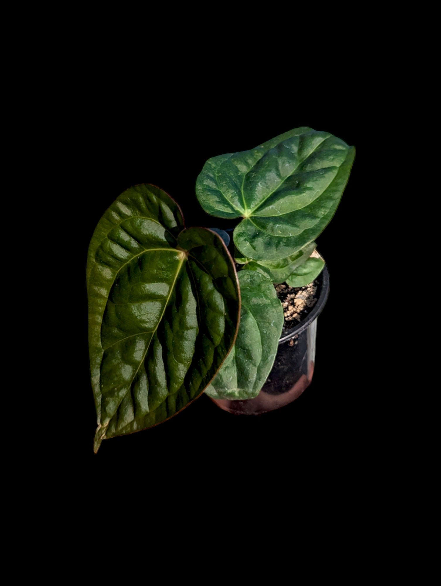 Anthurium luxurians 'Dark Form' cf.