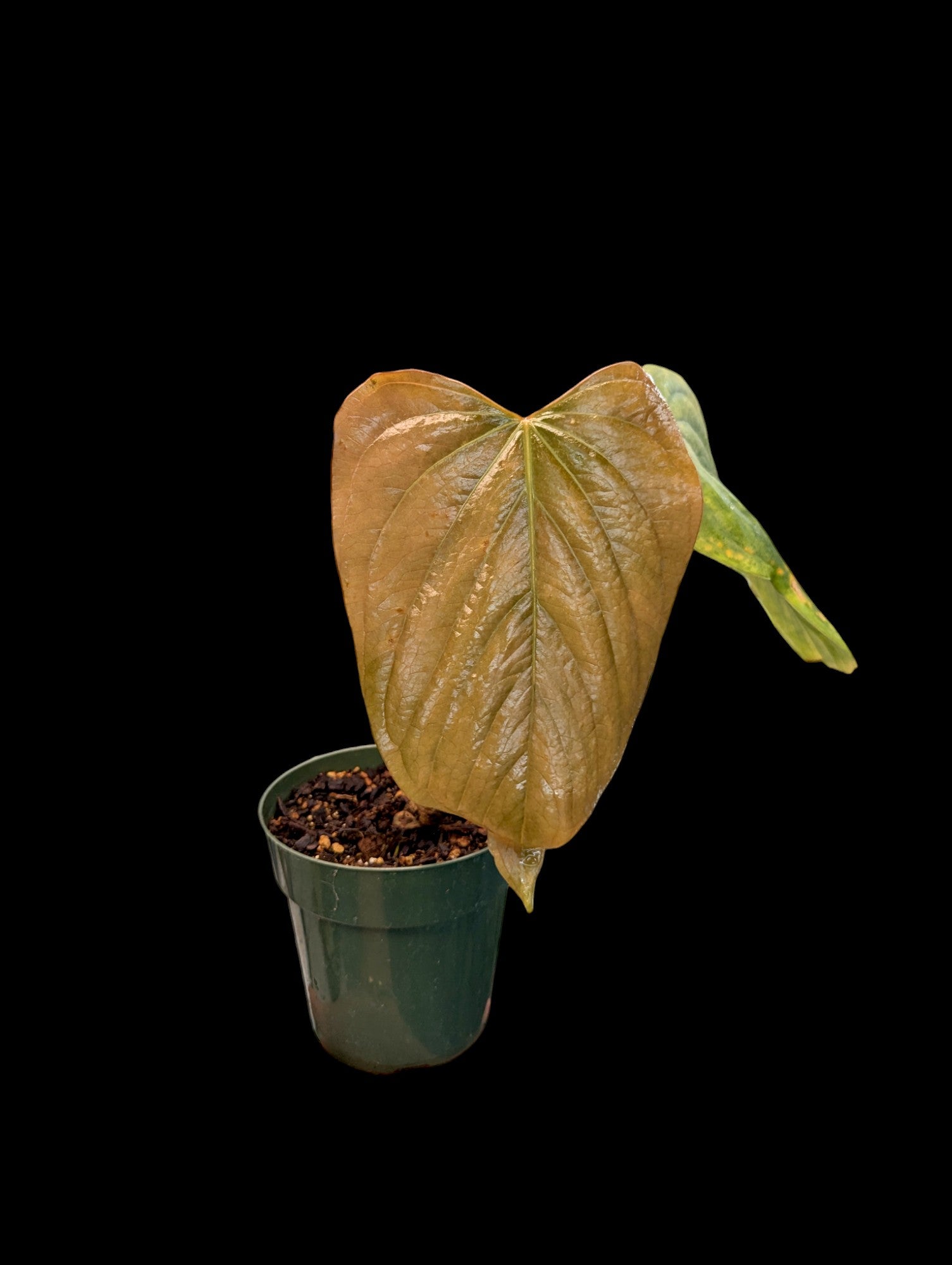 Anthurium cerrocampanense