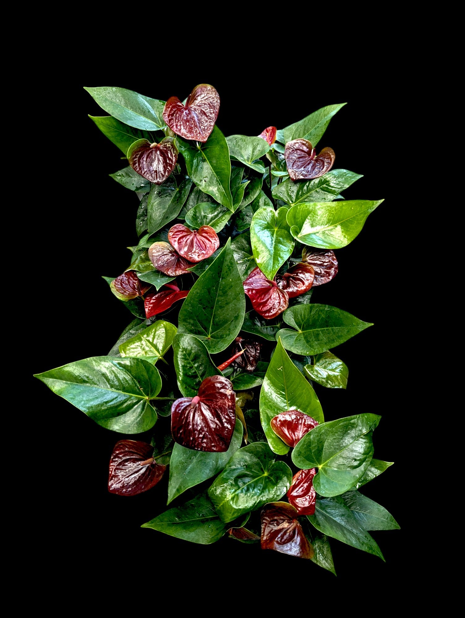 anthurium essencia Anthurium Essencia