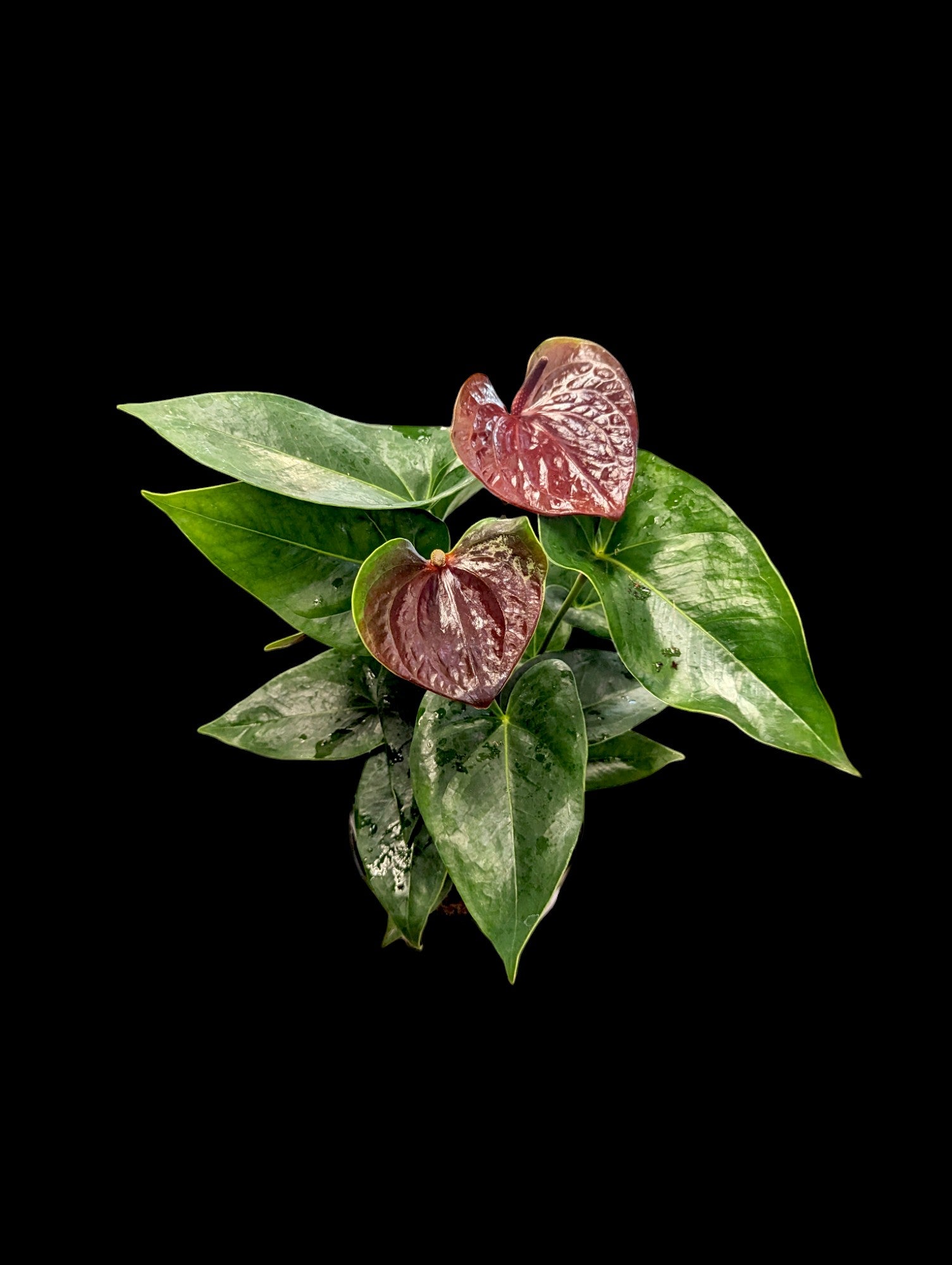 Anthurium Essencia