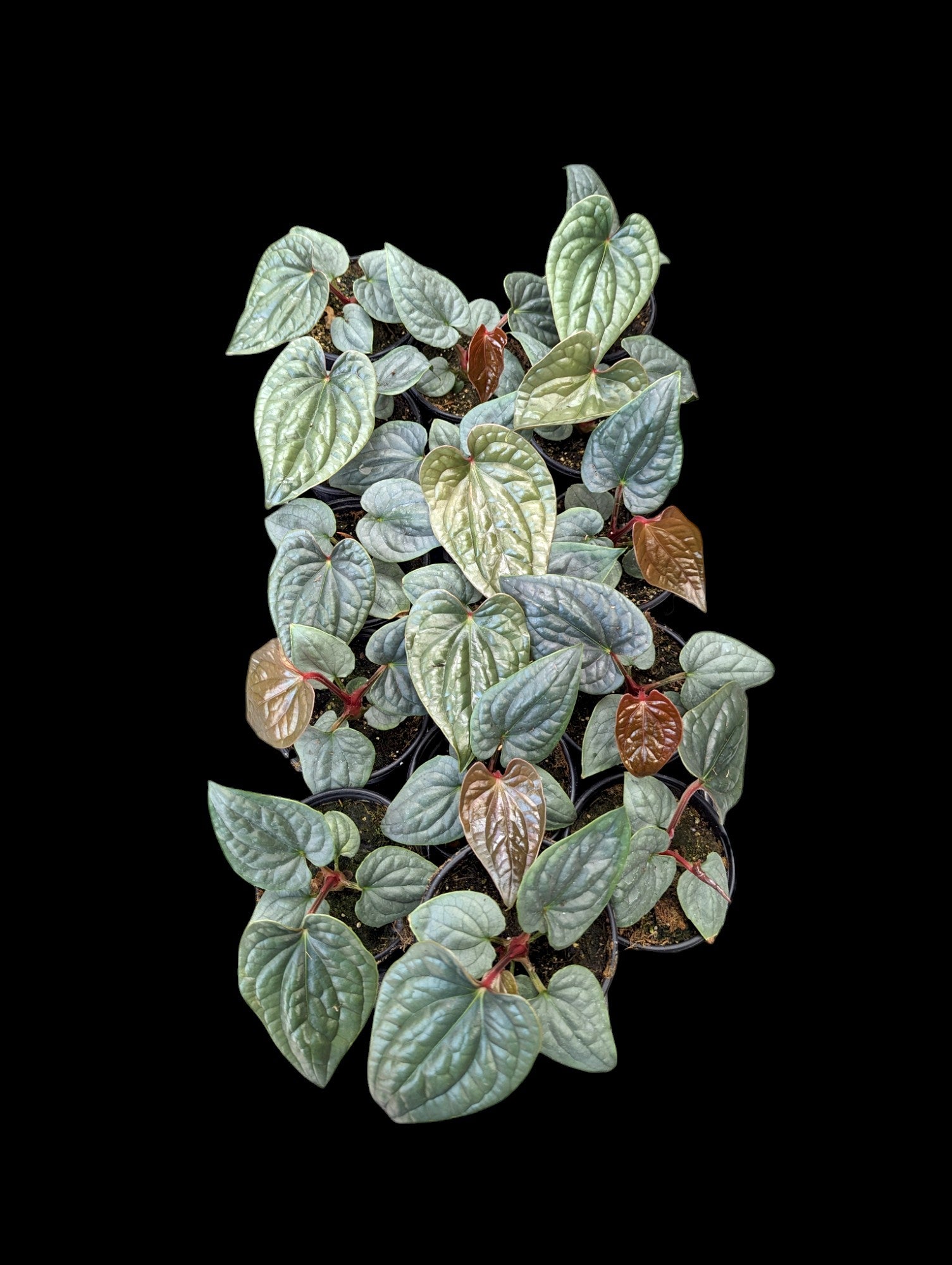 Anthurium luxurians 'Silver'