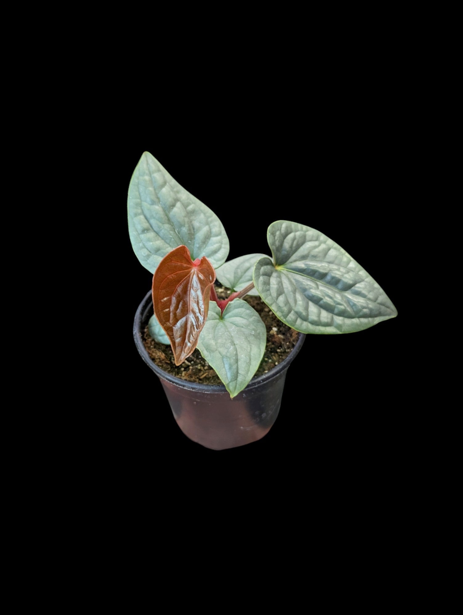 Anthurium luxurians 'Silver'