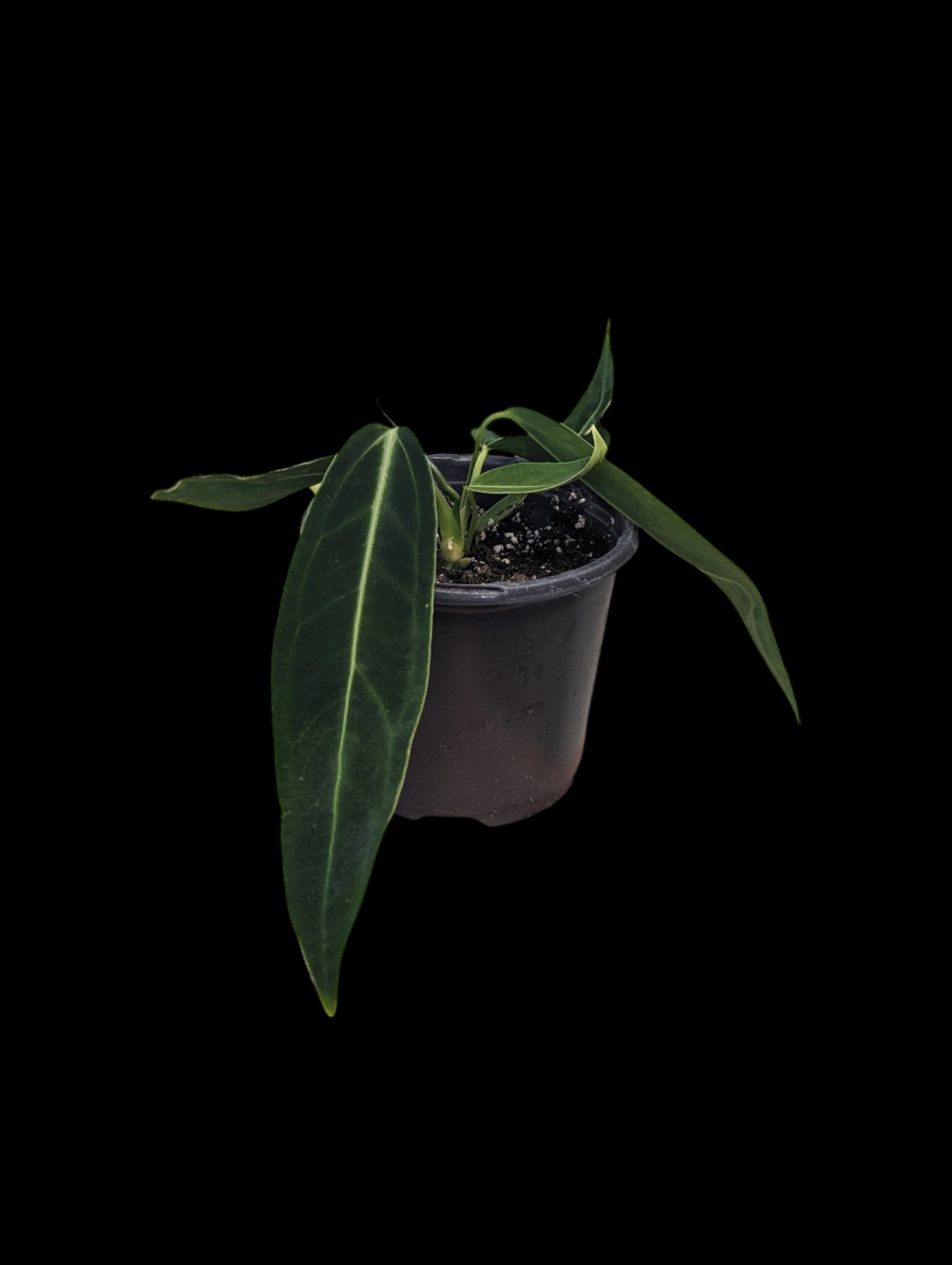 Anthurium 'Dark Queen'