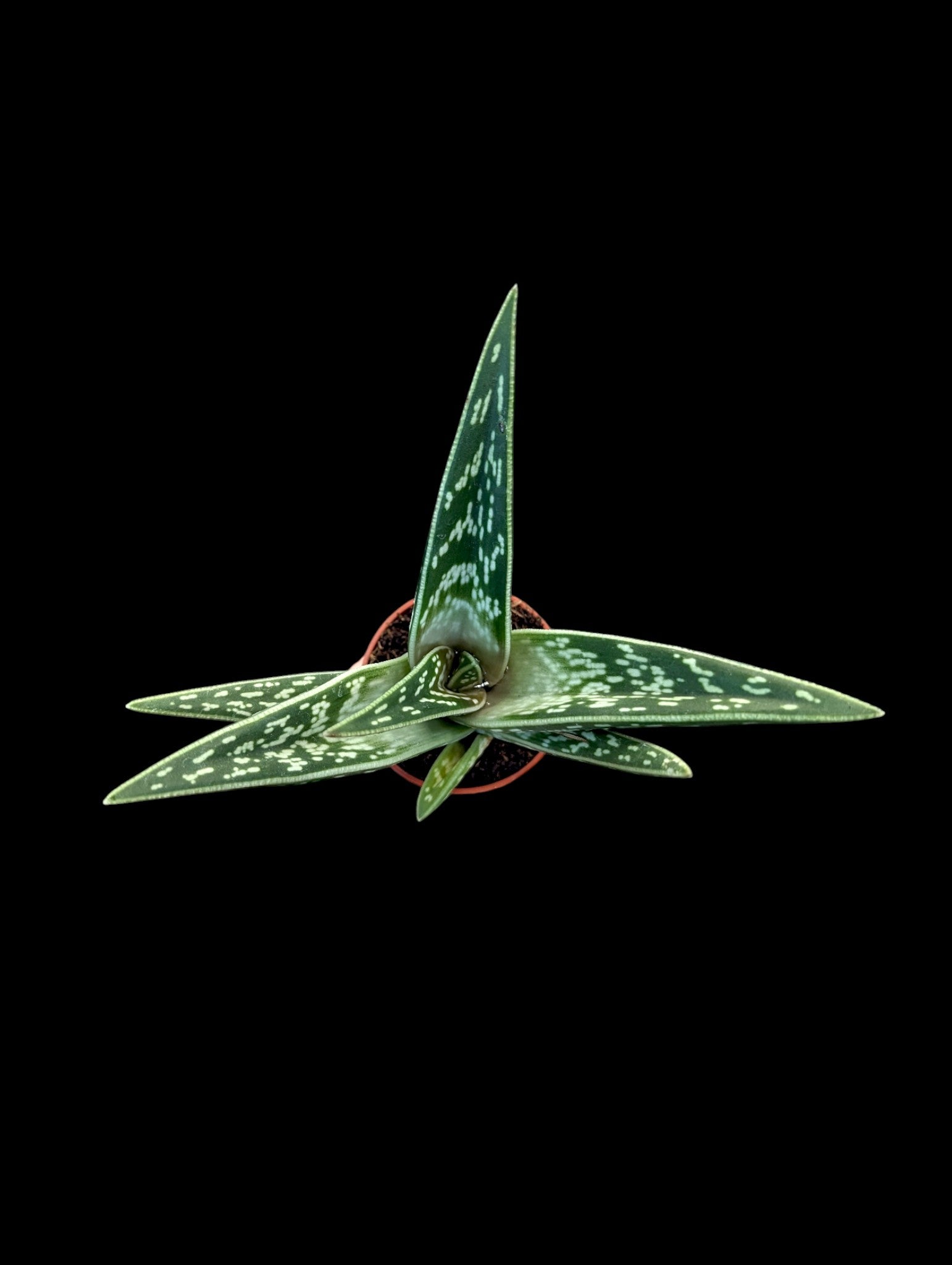 Aloe Pheasant Breast