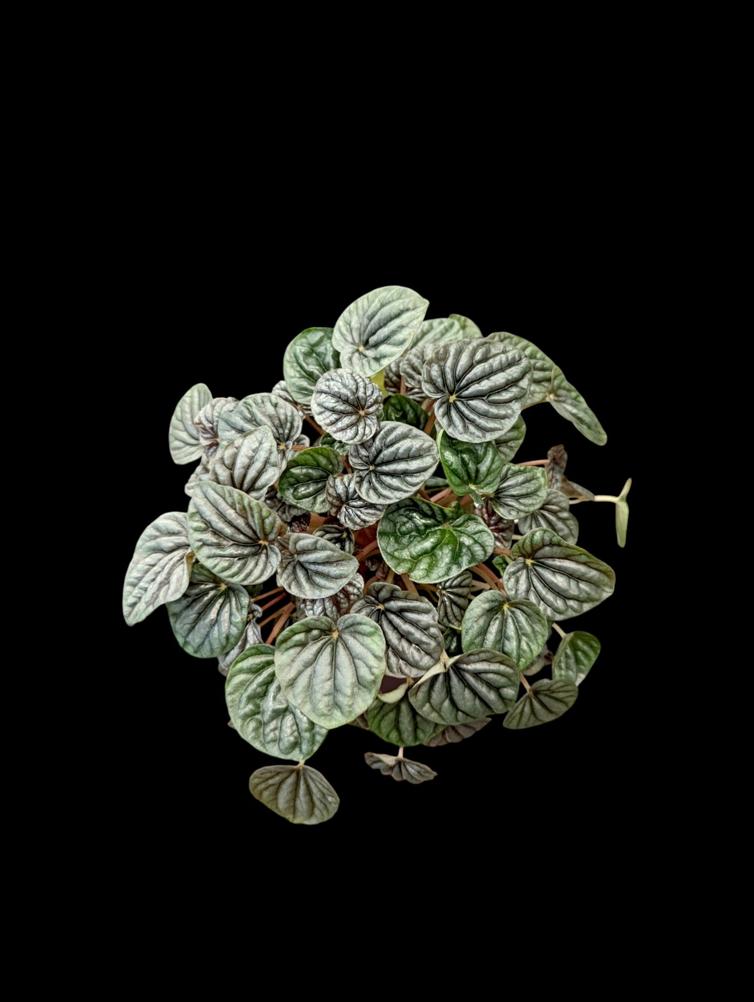 Peperomia Ripple (silver/pink)