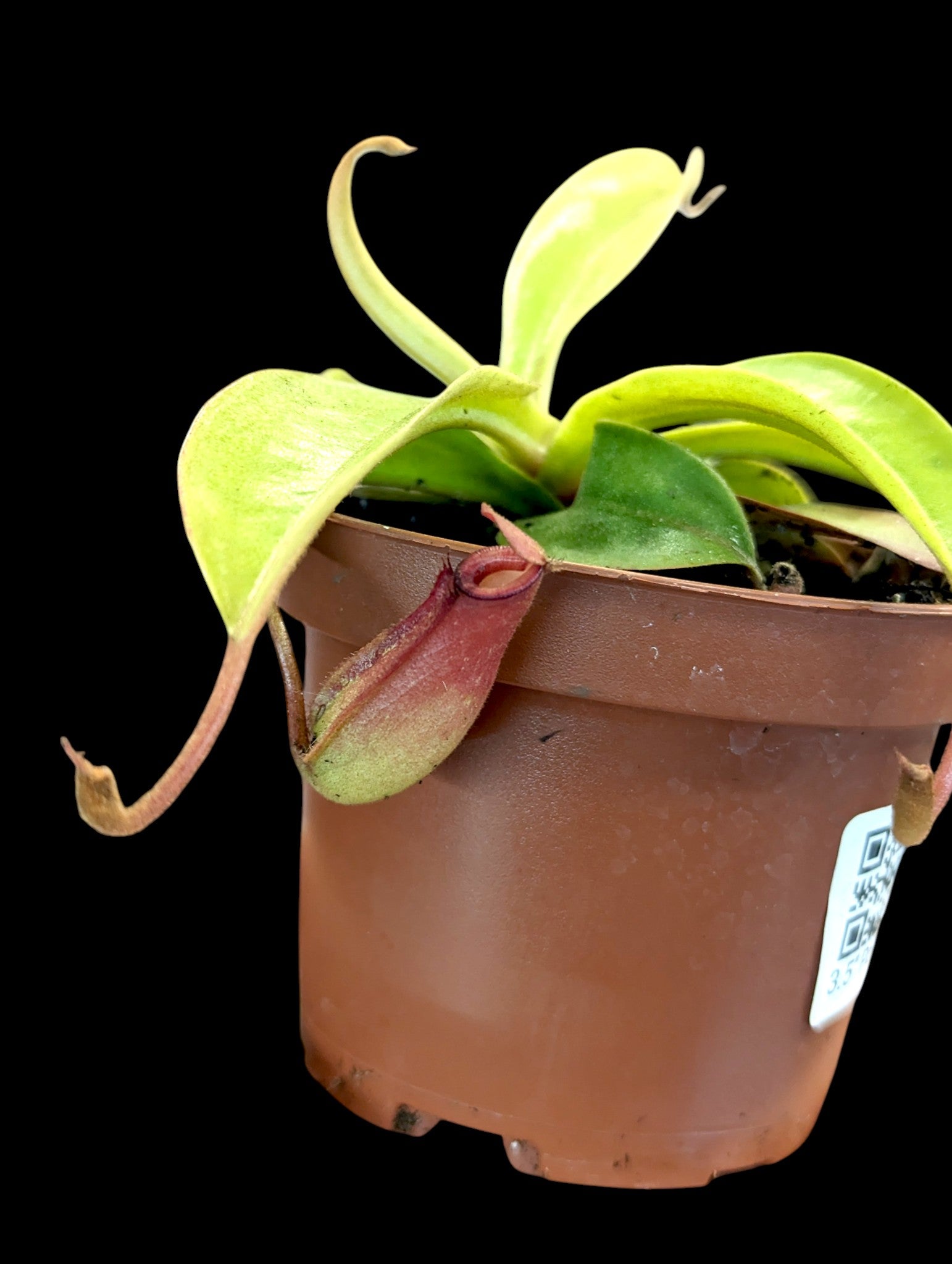 Nepenthes Bloody Mary