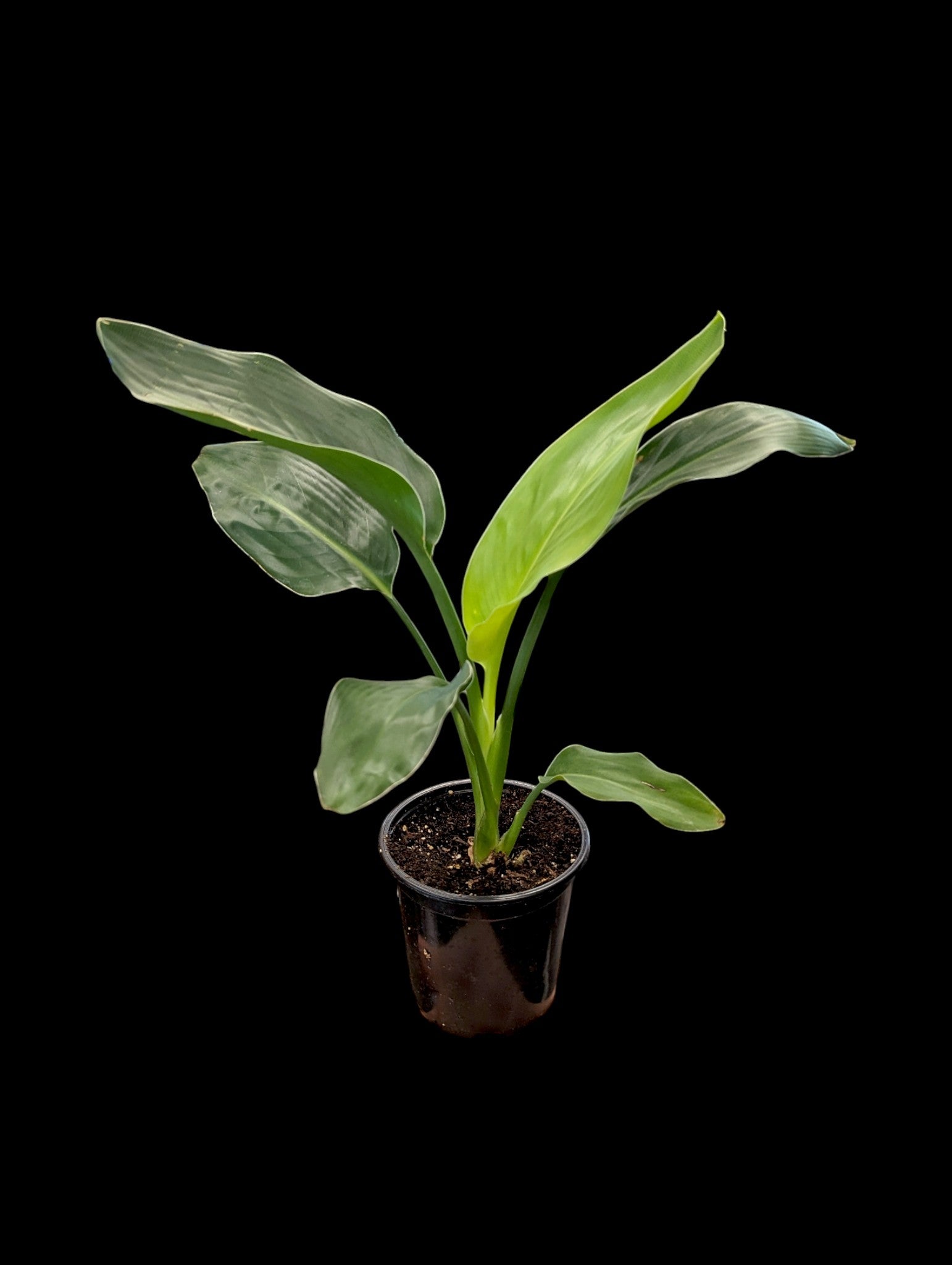 Bird of Paradise (Orange)