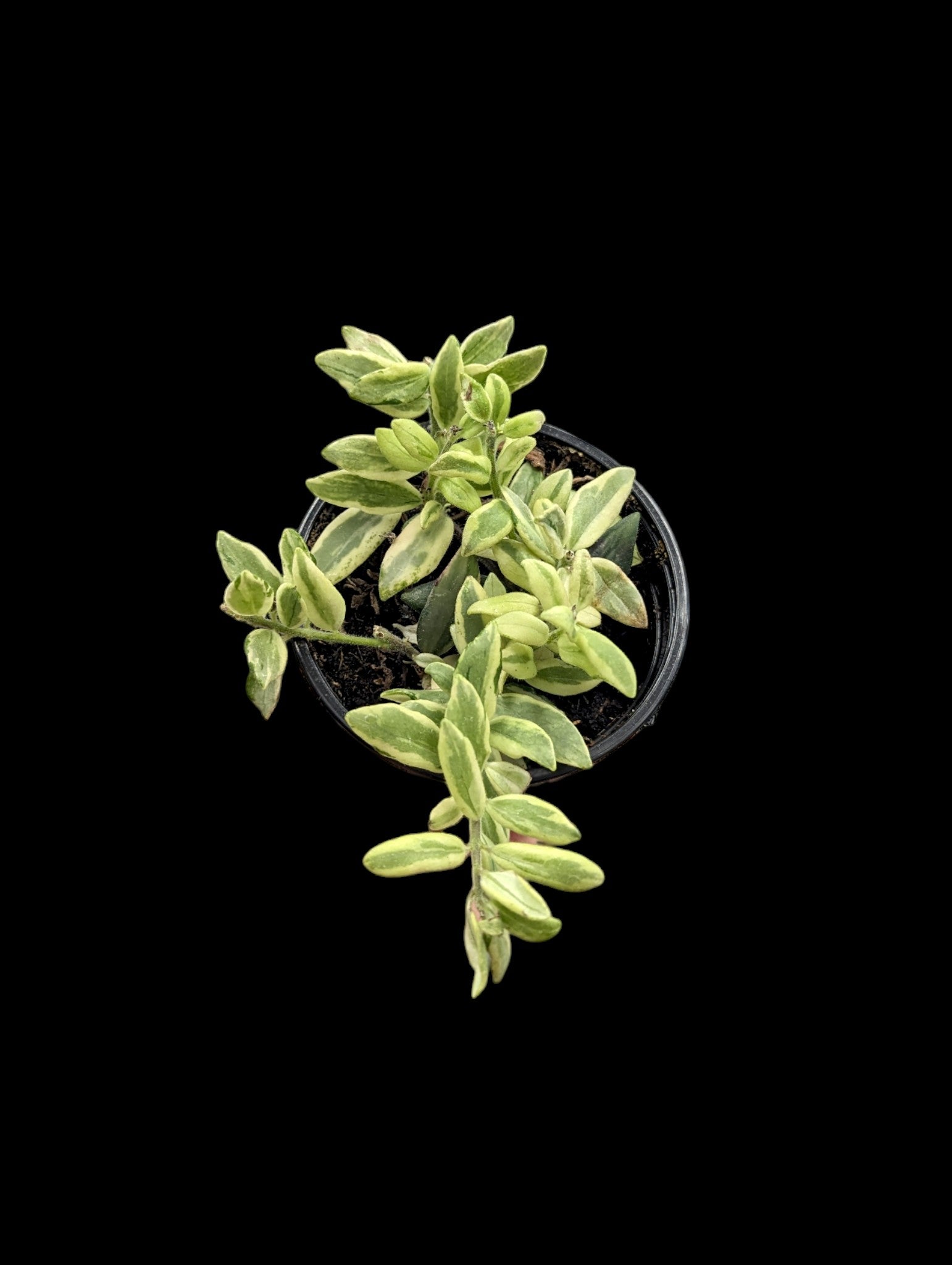 Bolero Bicolour Lipstick Plant