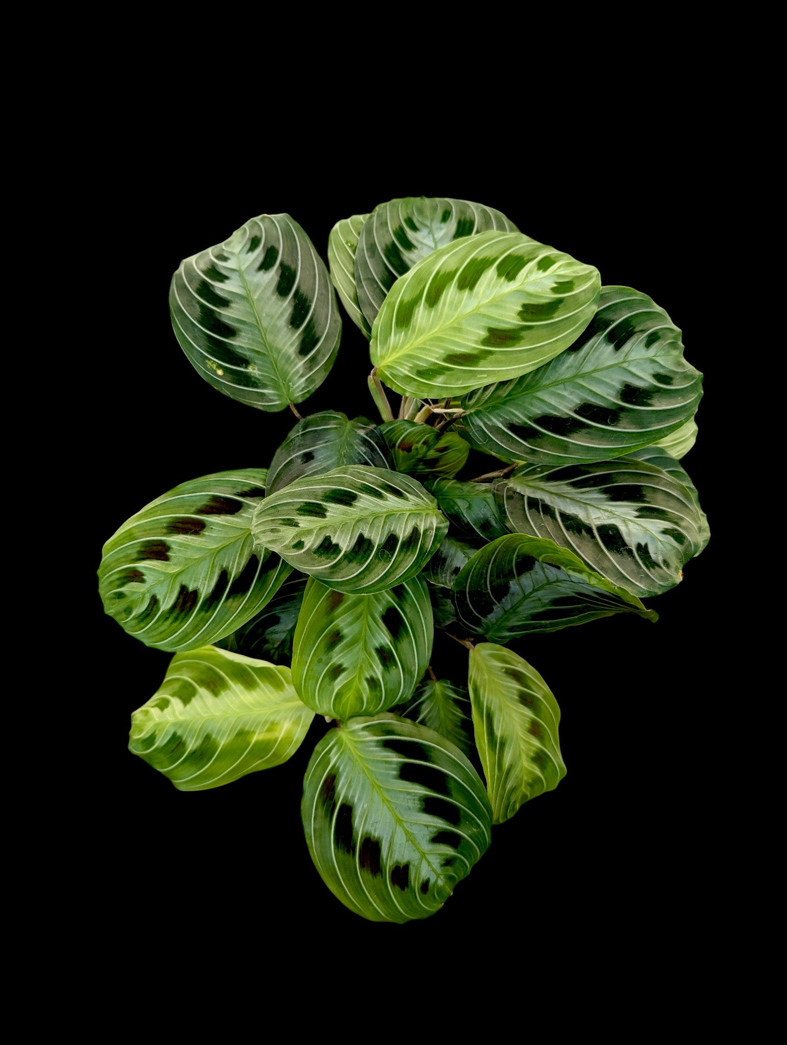 Maranta Massangeana Black
