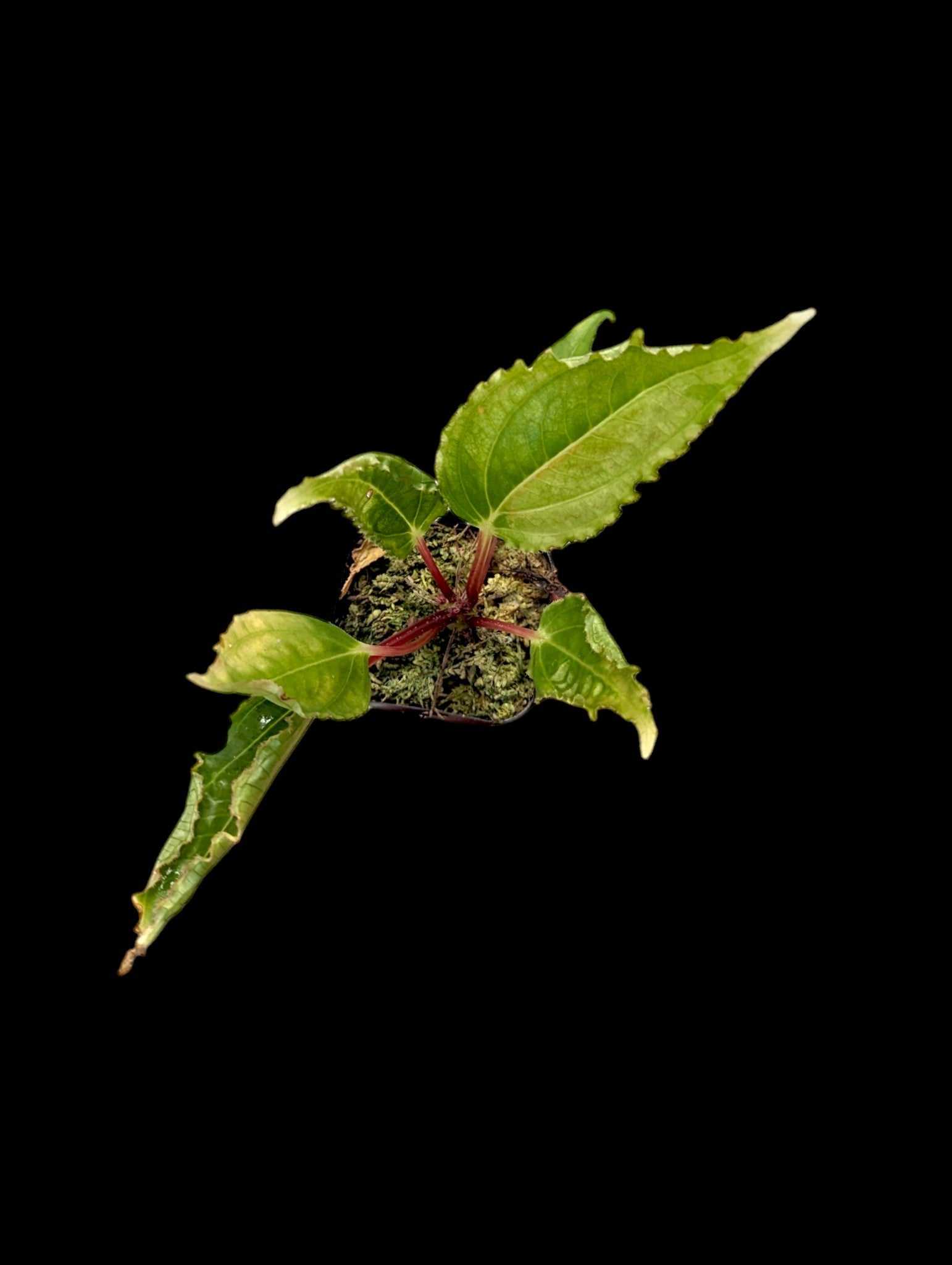 Monolena primuliflora