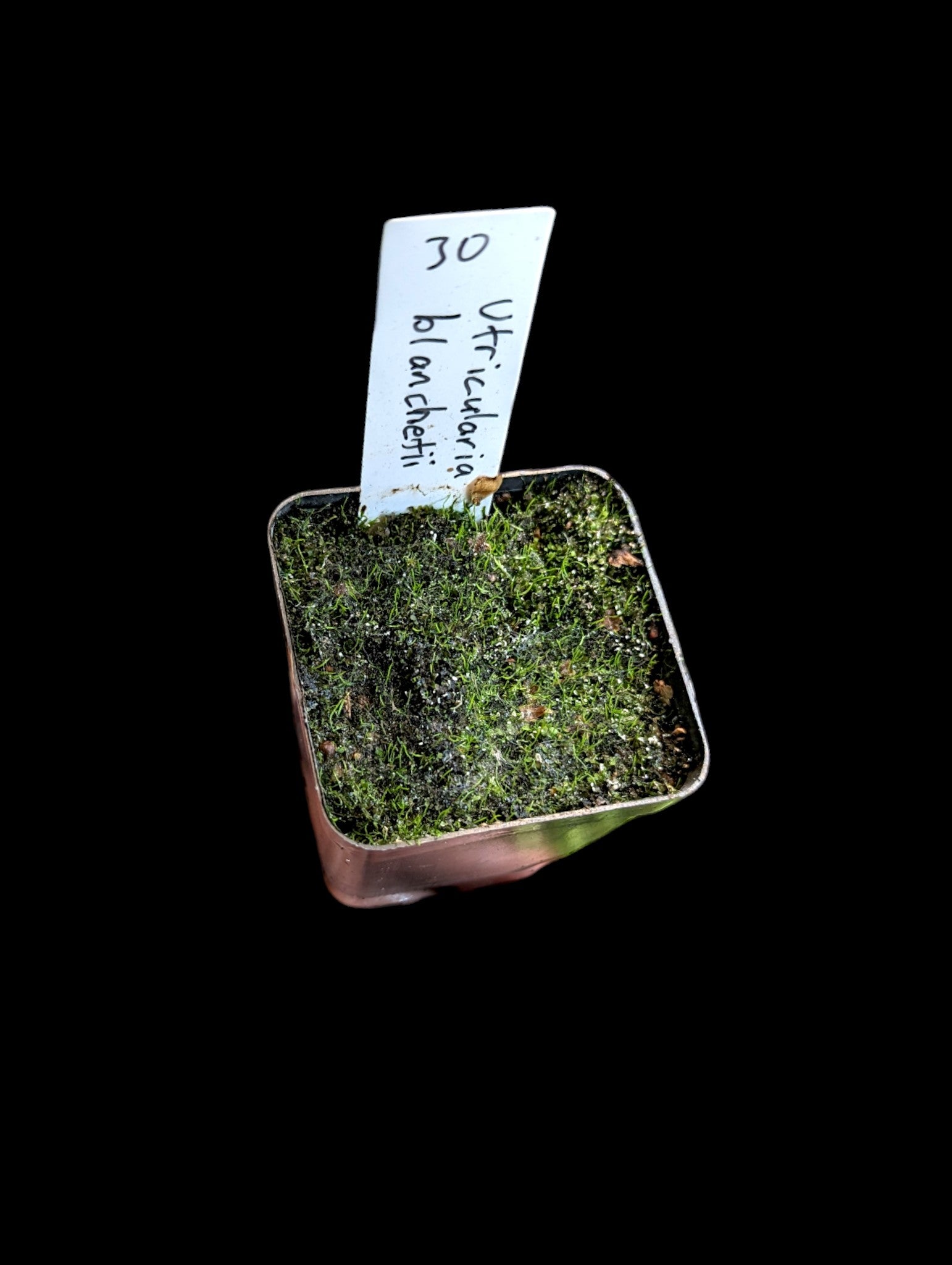 Utricularia blanchetii