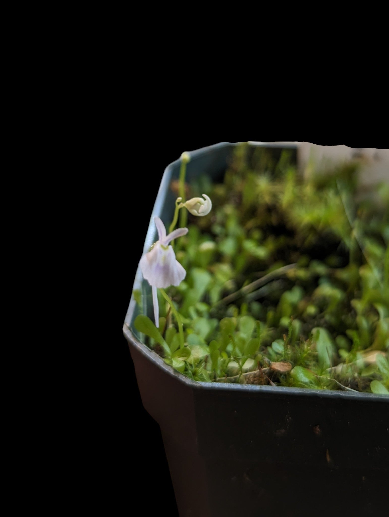 Utricularia sandersonii