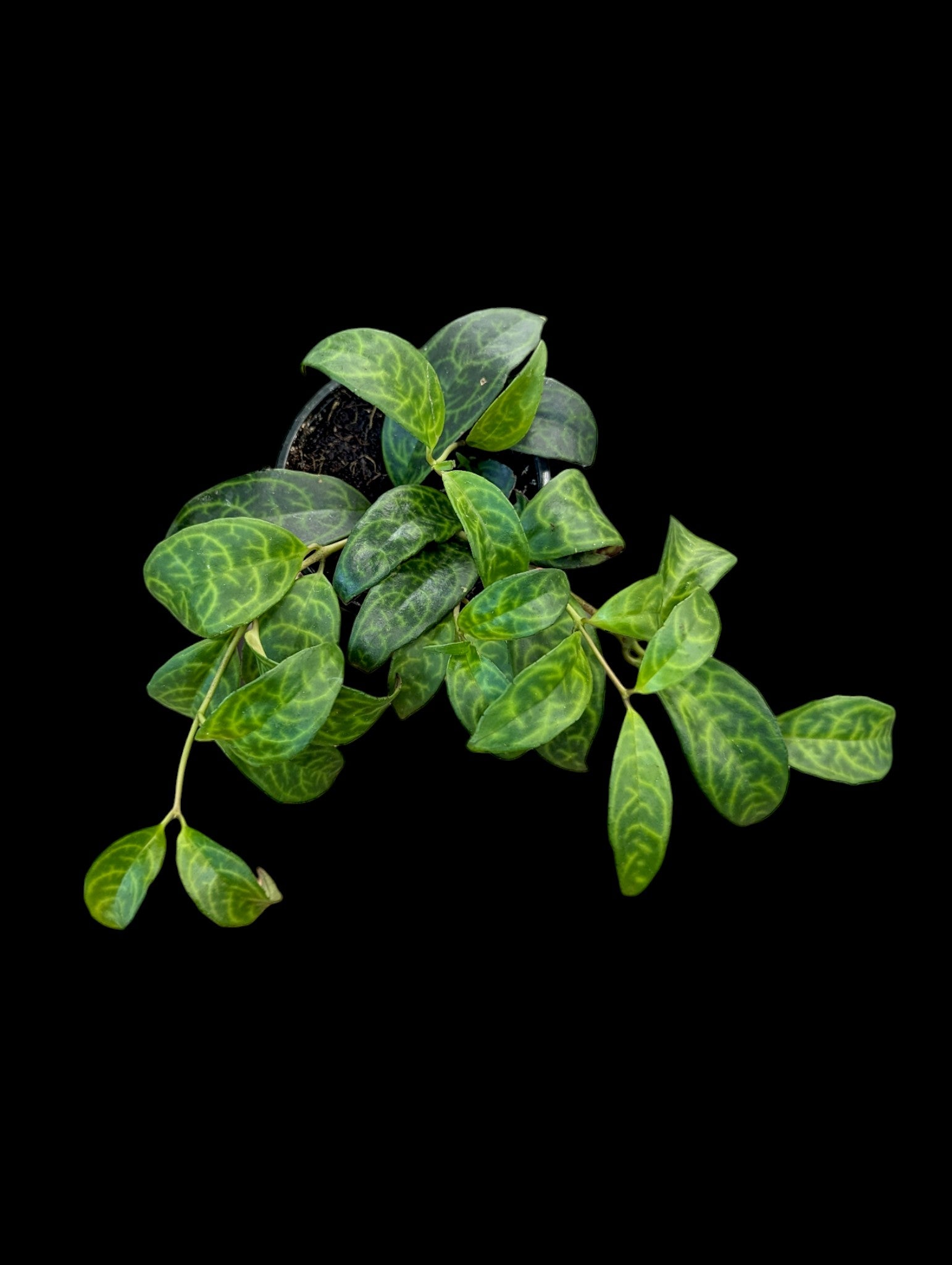 Rouge à lèvres Black Pagoda Vine