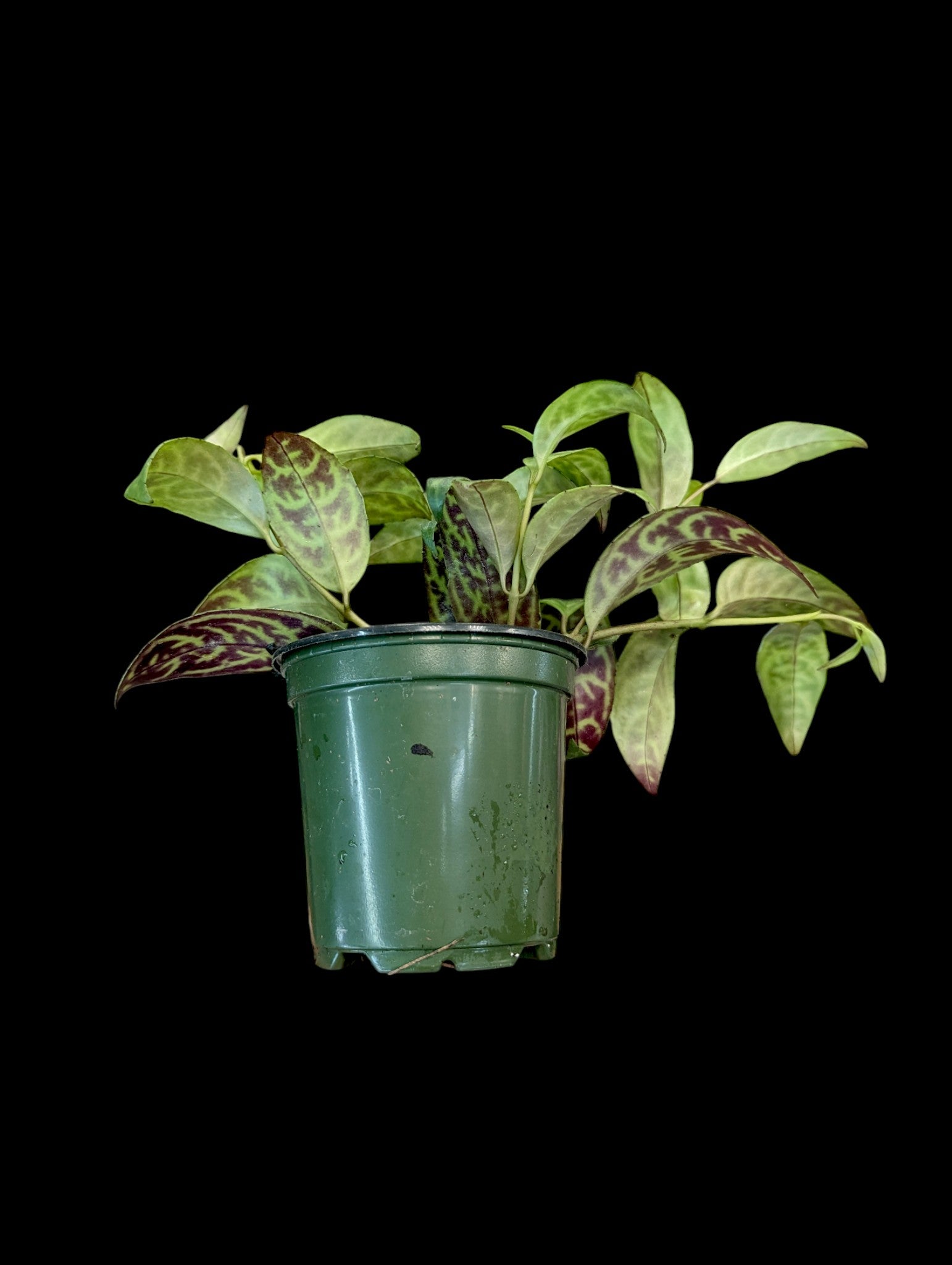 Rouge à lèvres Black Pagoda Vine