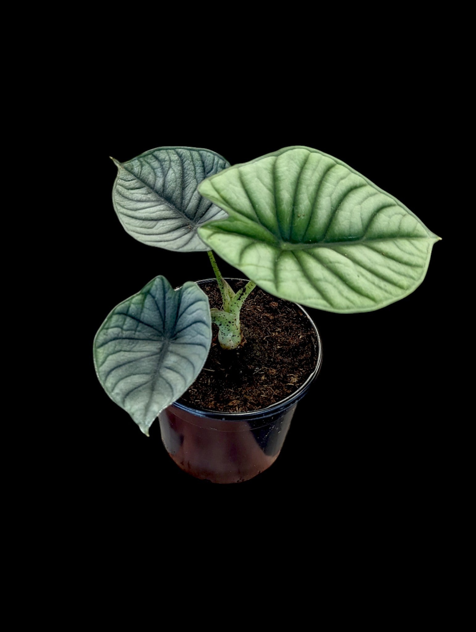 Nébuleuse d'Alocasia Imperialis