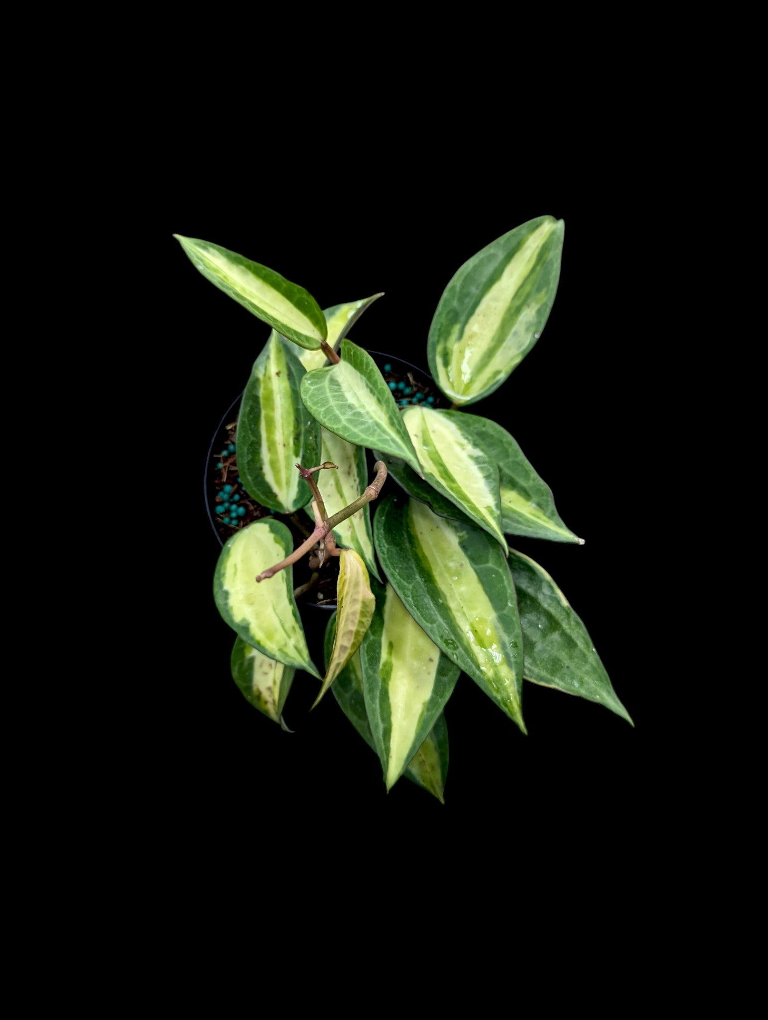 Hoya latifolia 'Pot of Gold'