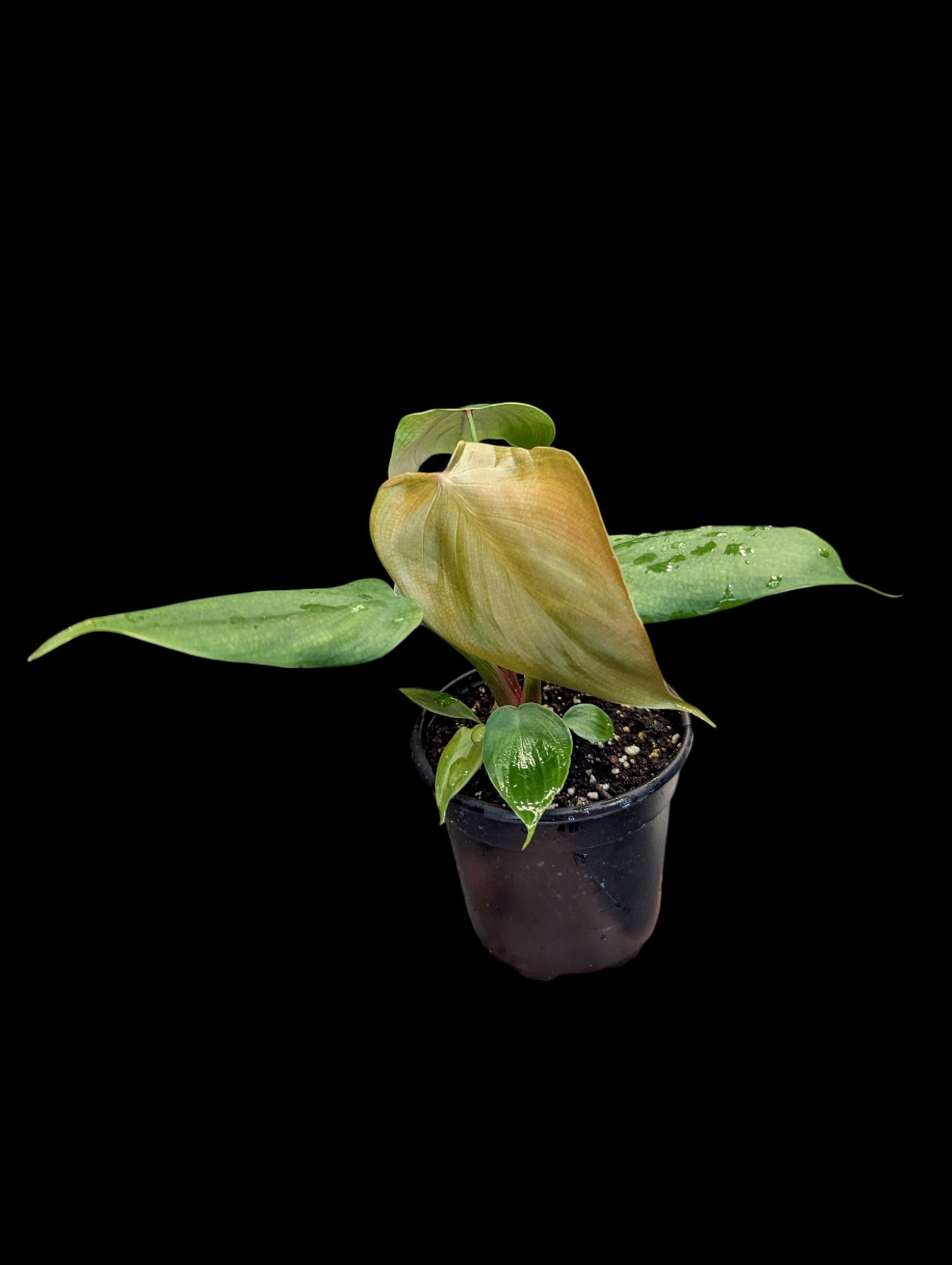 Philodendron Lynamii