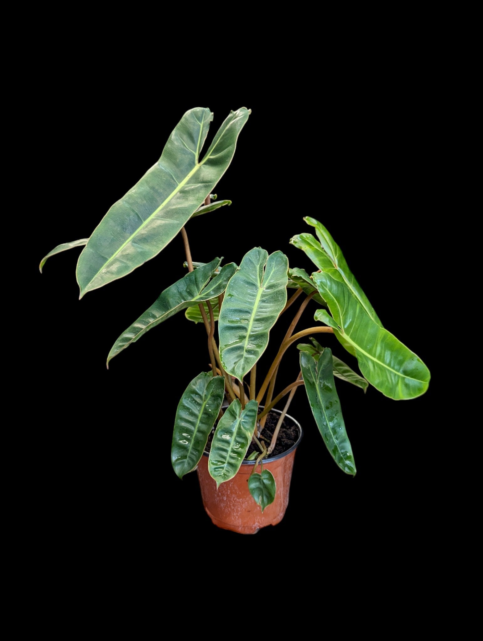 Philodendron billietiae