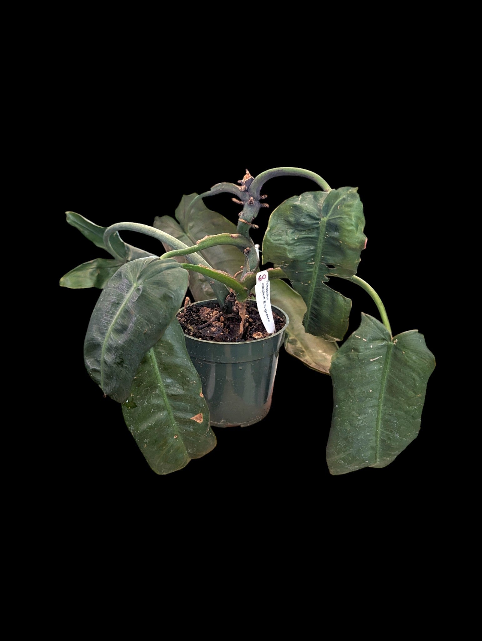 Philodendron maximum Ecuagenera