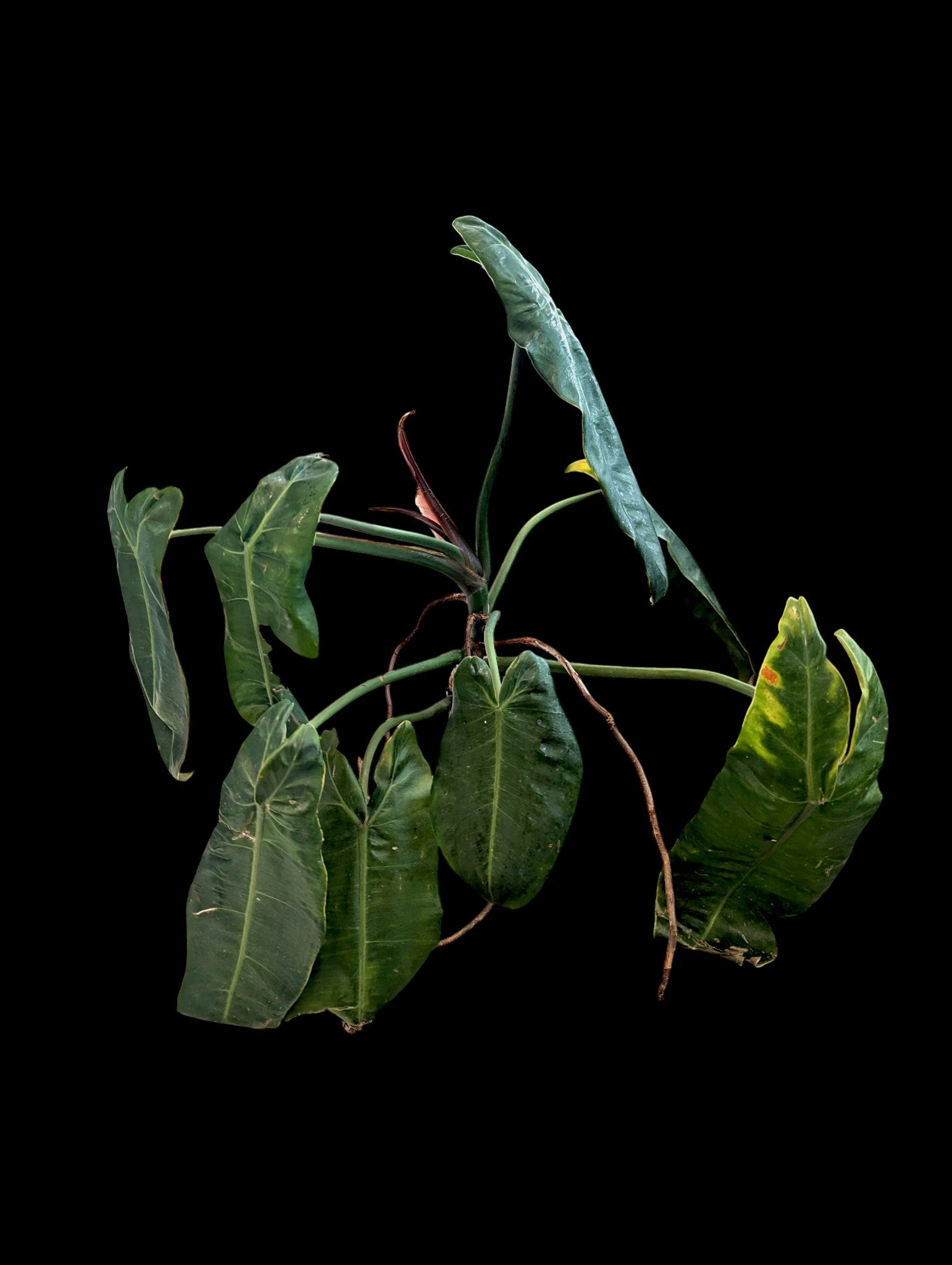 Philodendron maximum Ecuagenera
