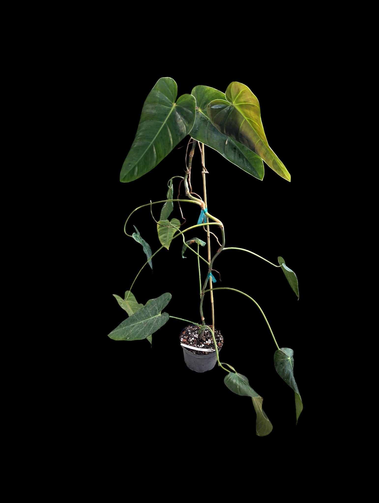 Philodendron delinskii 'Papillon' x spiritus sancti