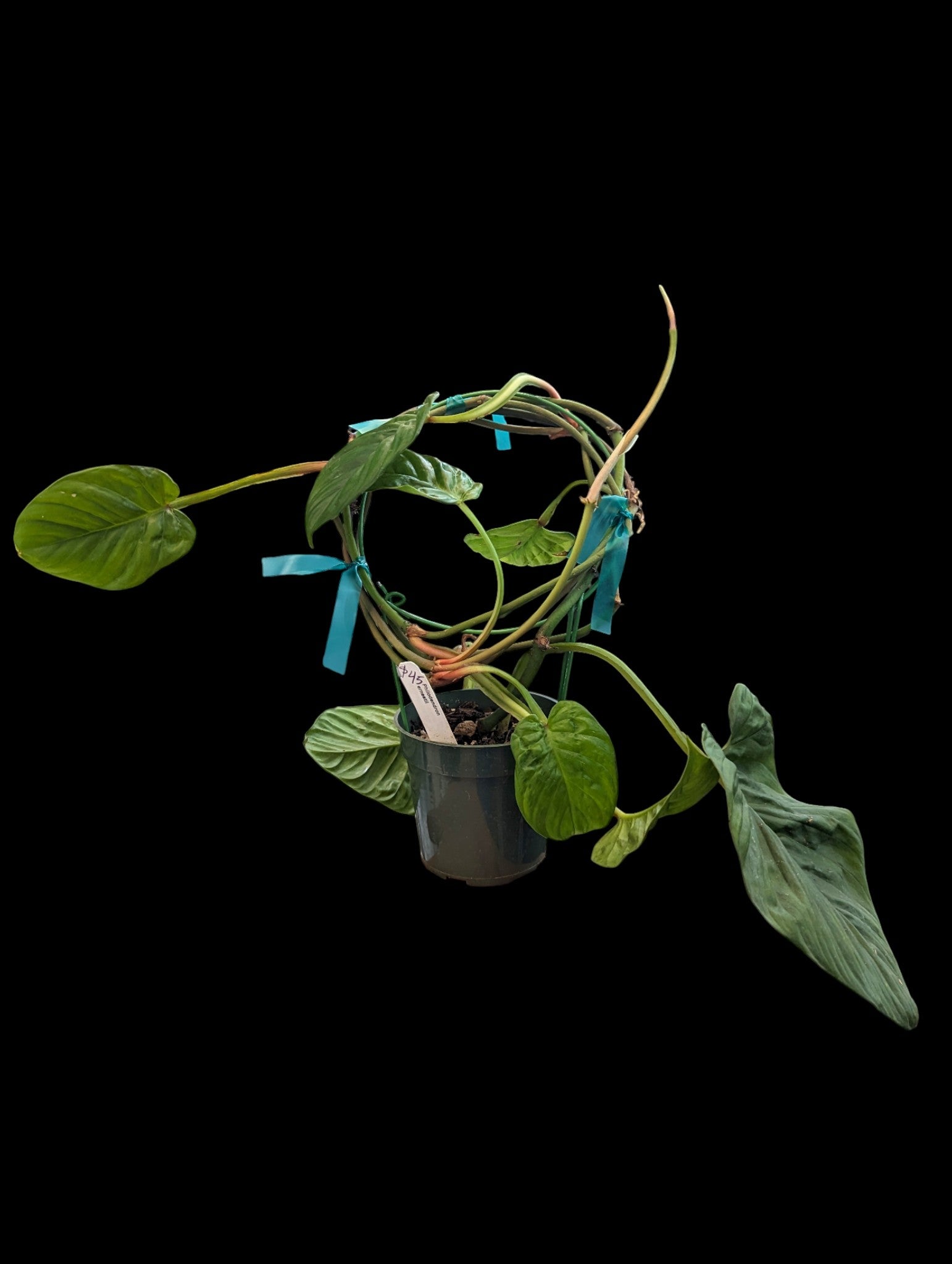 Philodendron ernestii