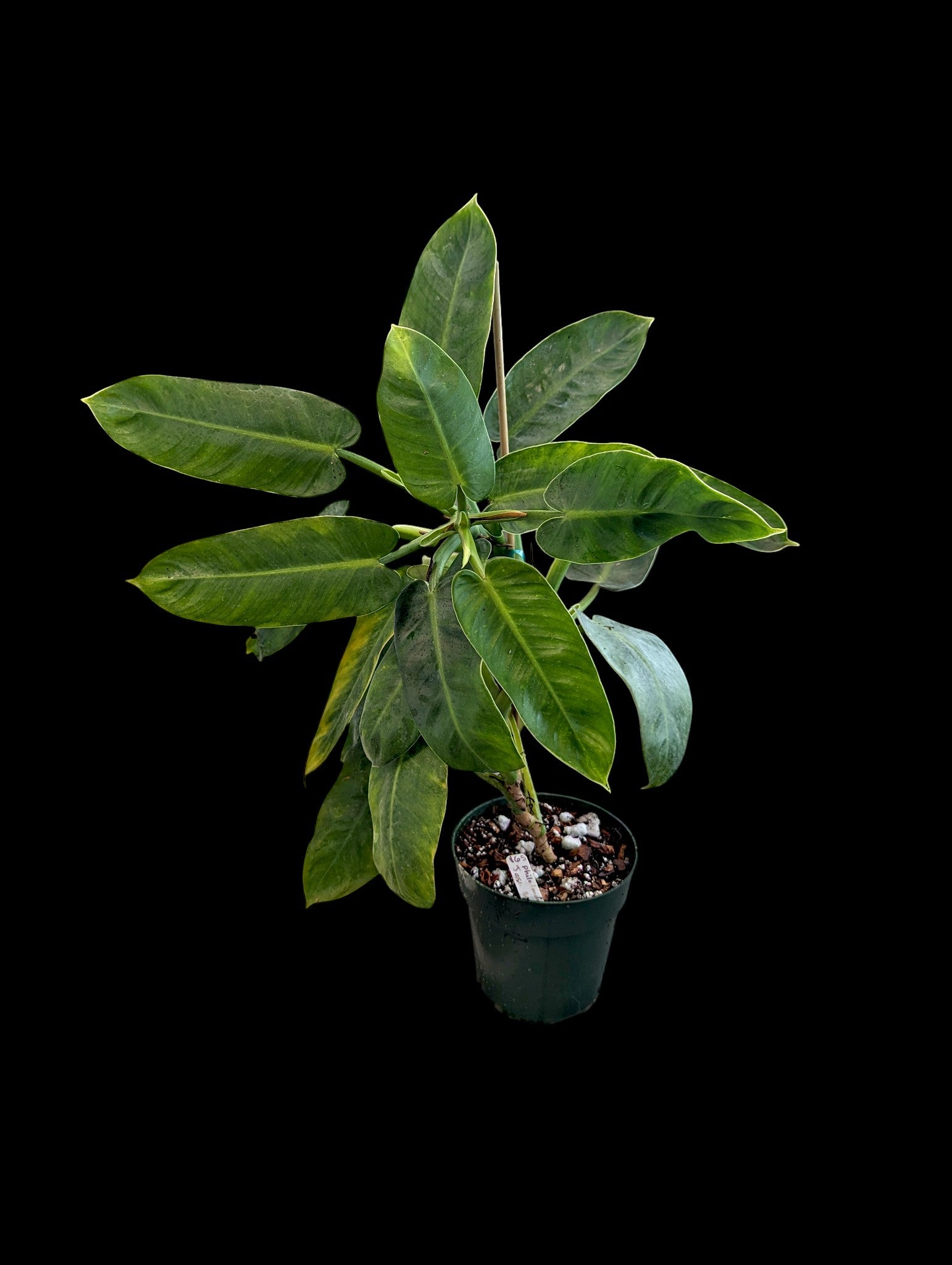 Philodendron Jose Buono