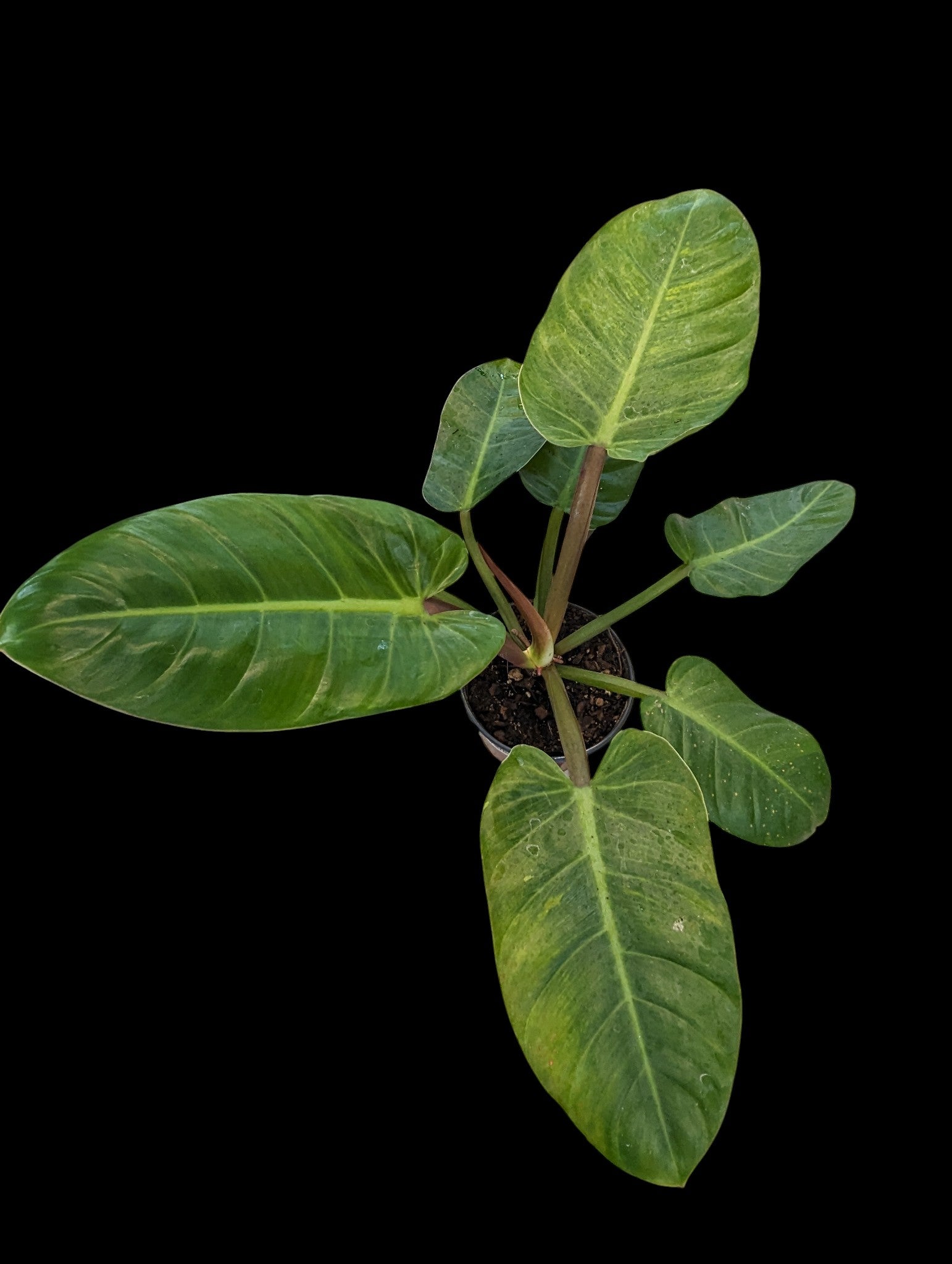 Philodendron Ruaysap