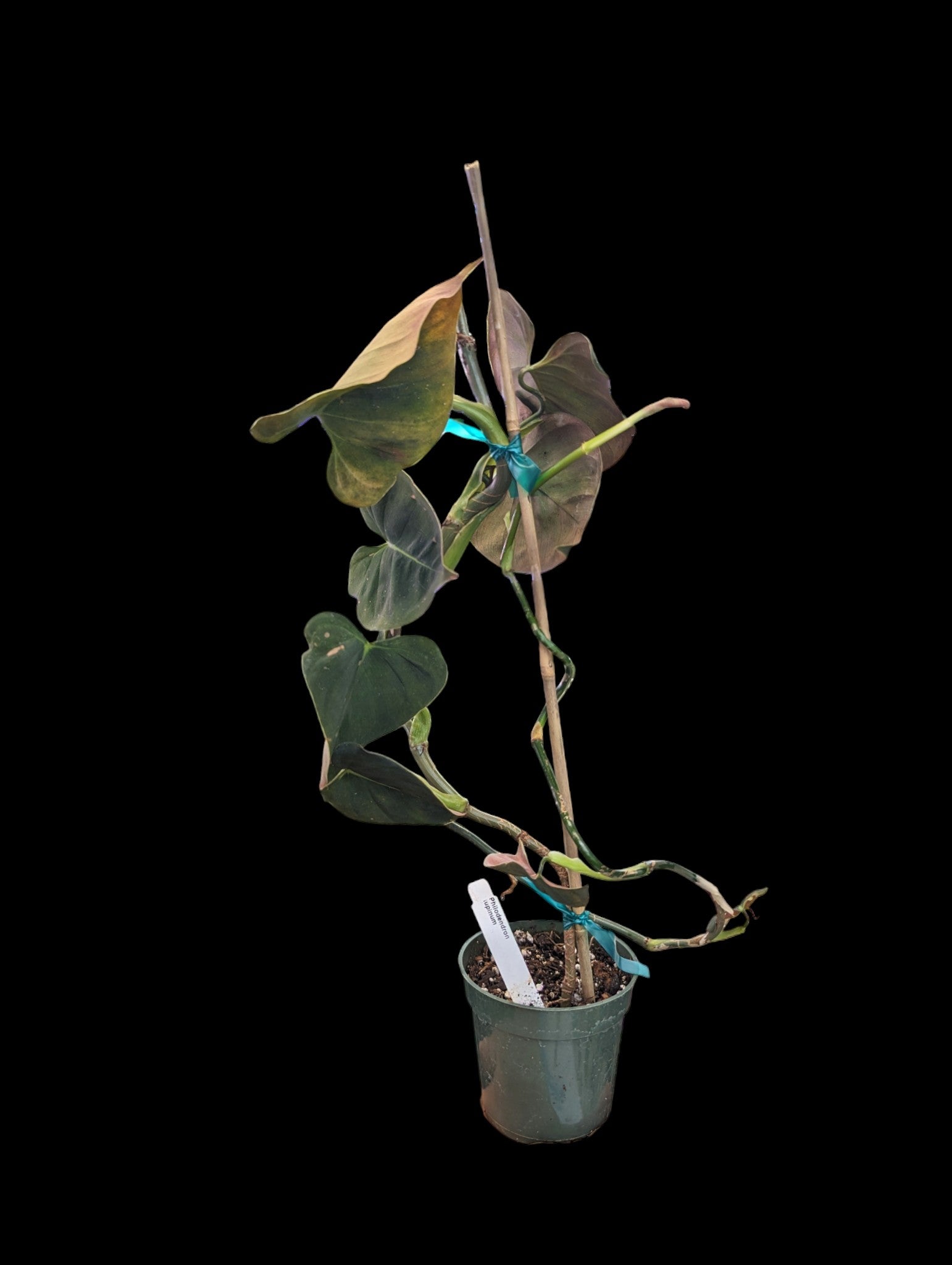 Philodendron lupinum