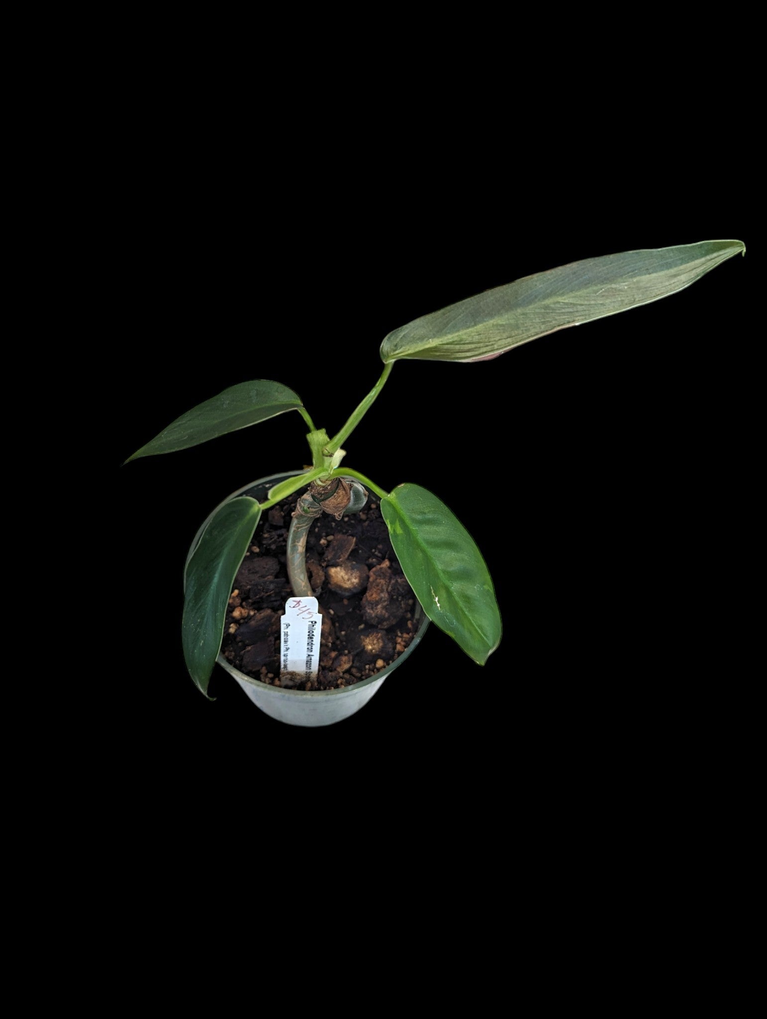 Philodendron Amazon Spirit