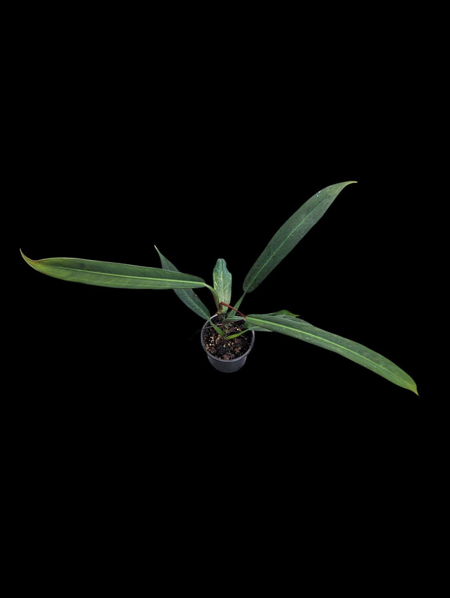 Philodendron bicolore