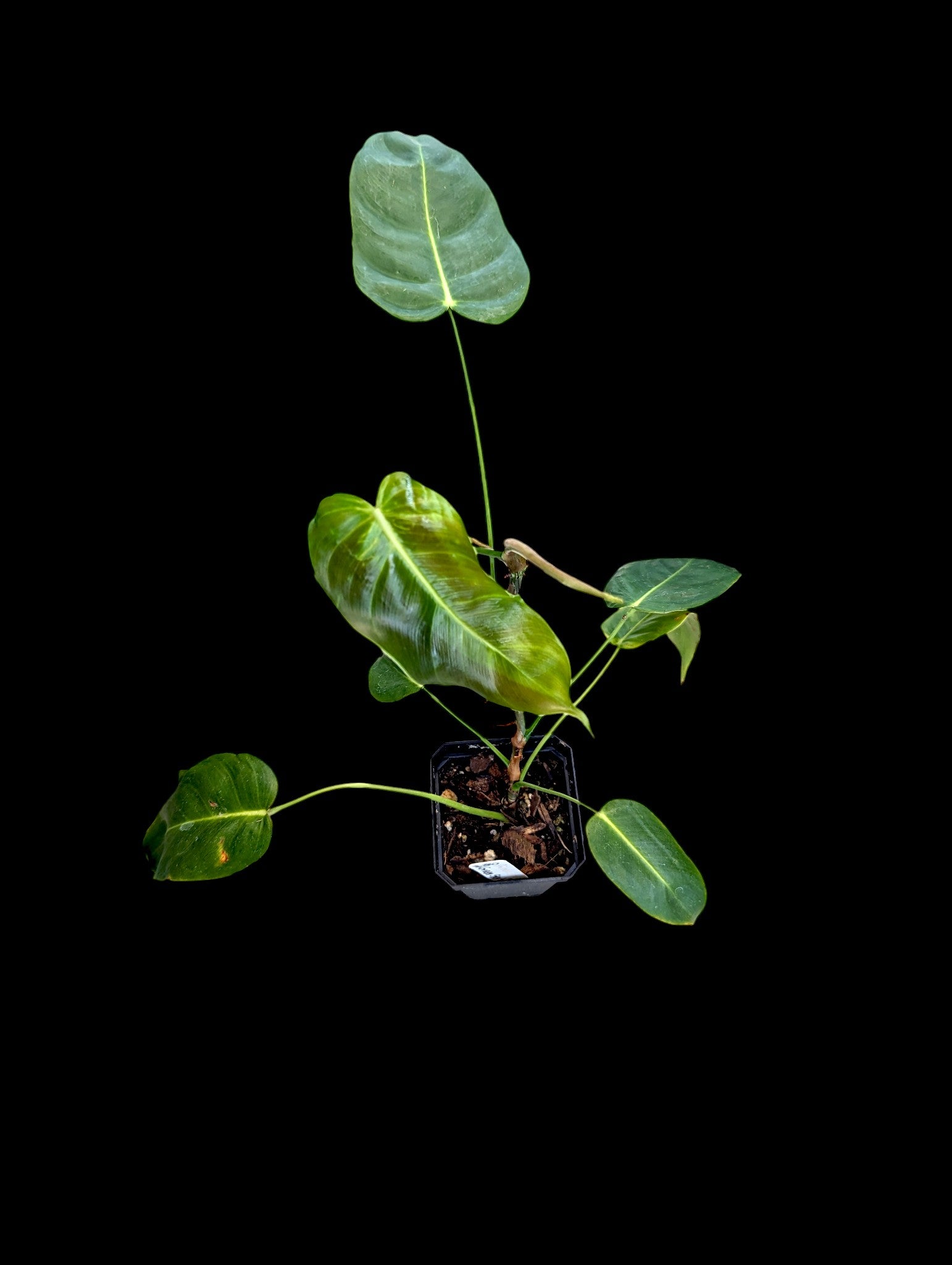 Philodendron Green Sky