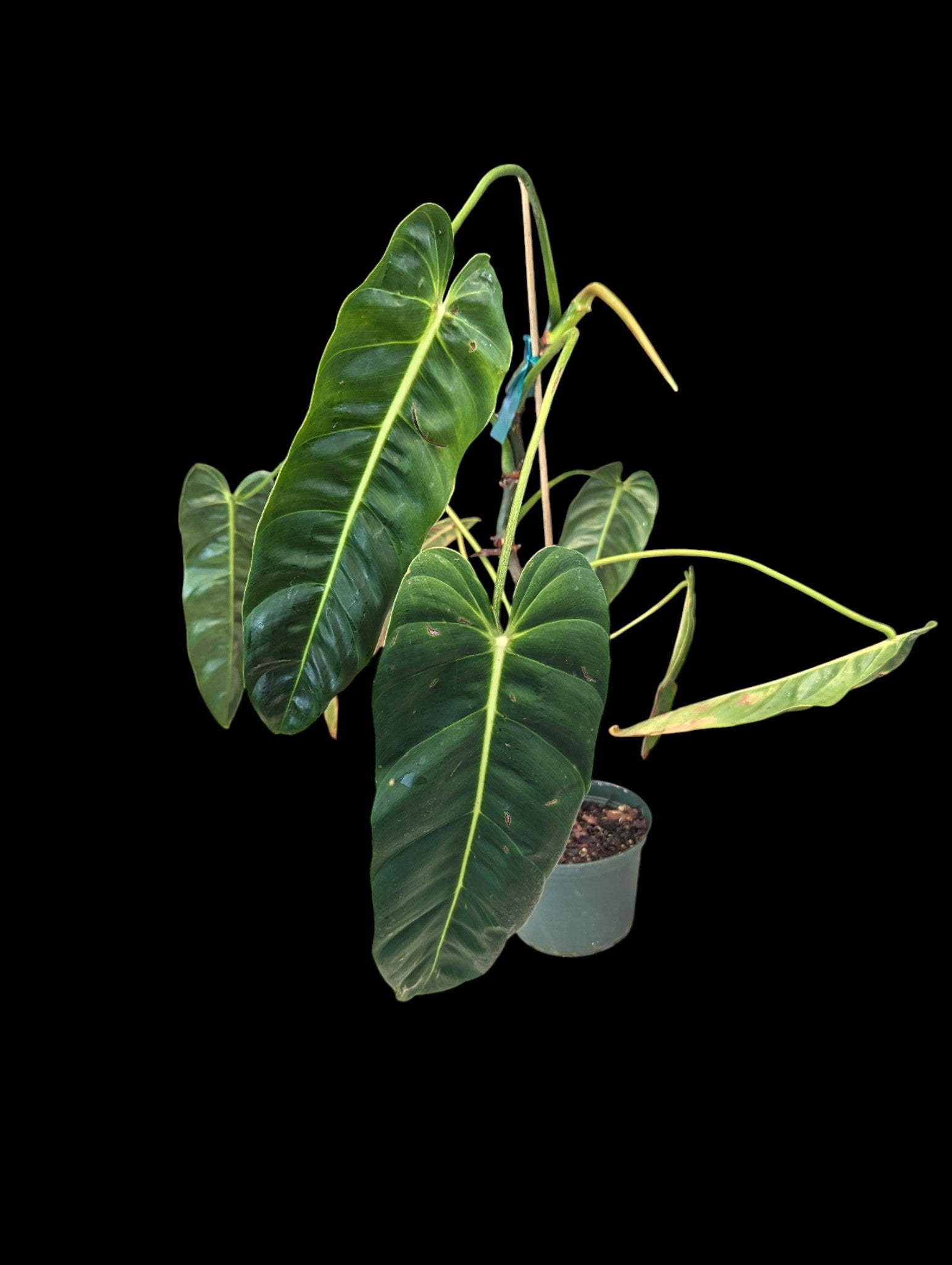 Philodendron Green Sky