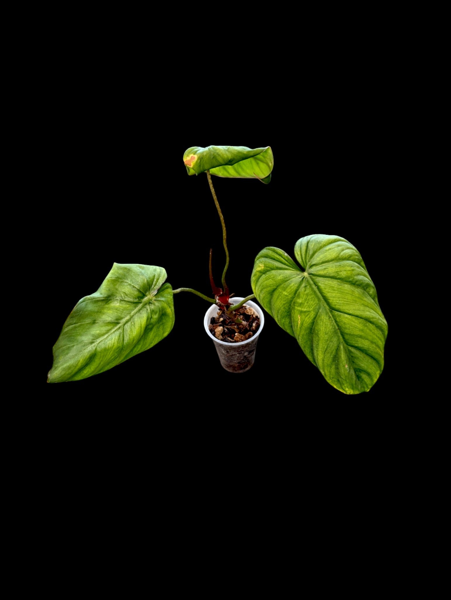 Philodendron Colombie