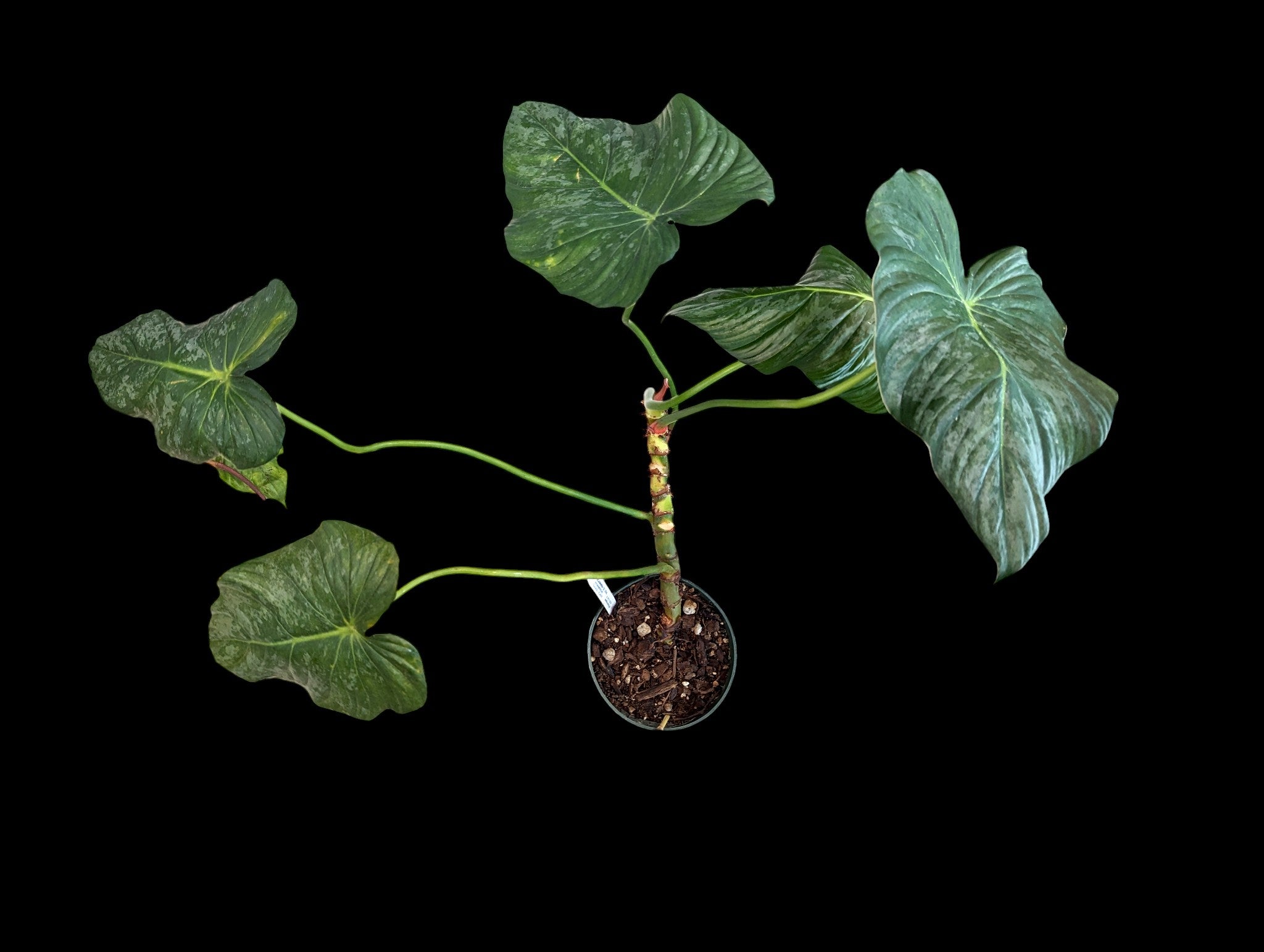 Philodendron sodiroi aff