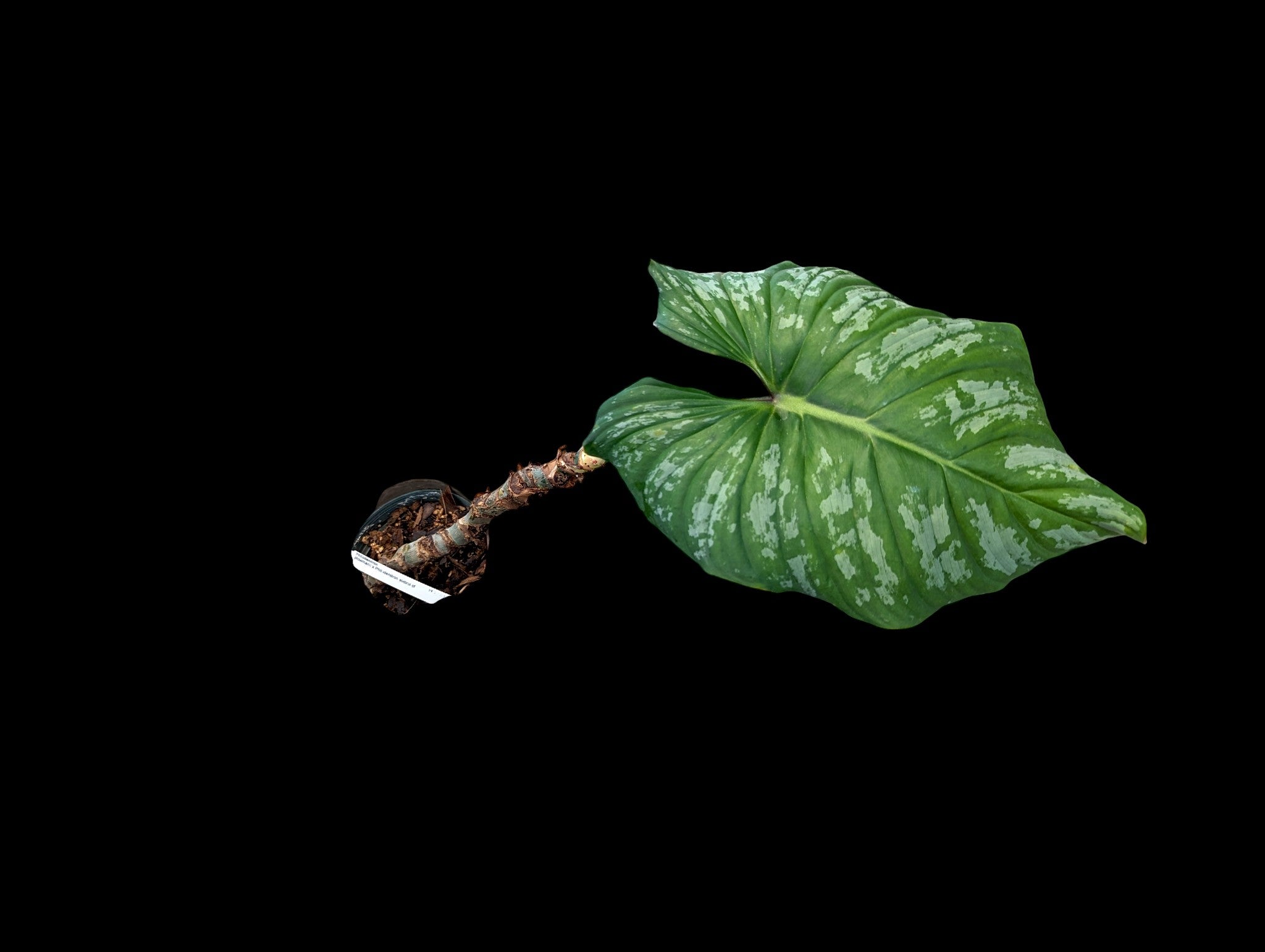 Philodendron plowmanii x P. sodiroi cf