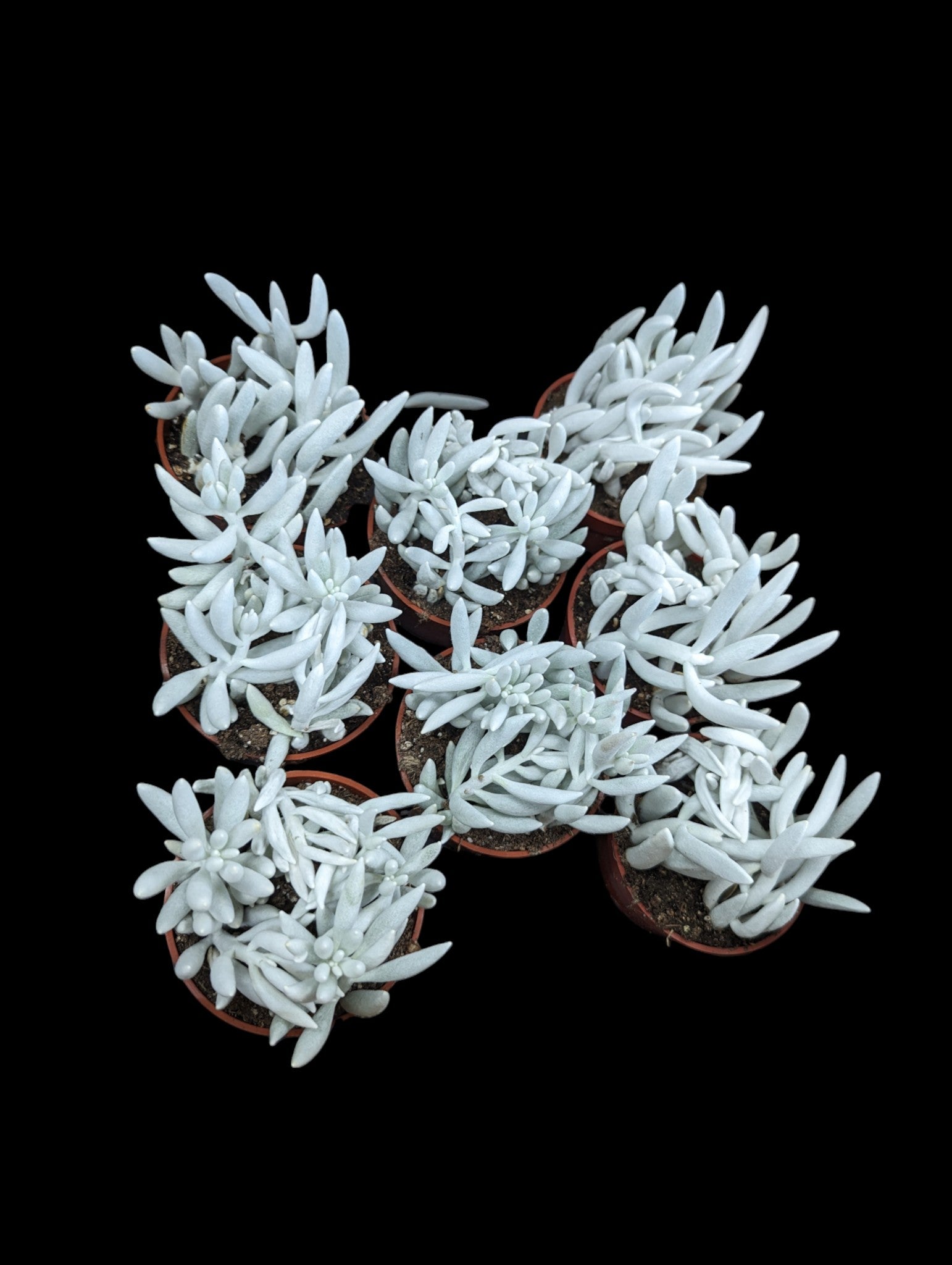 Ghost Plant Succulent