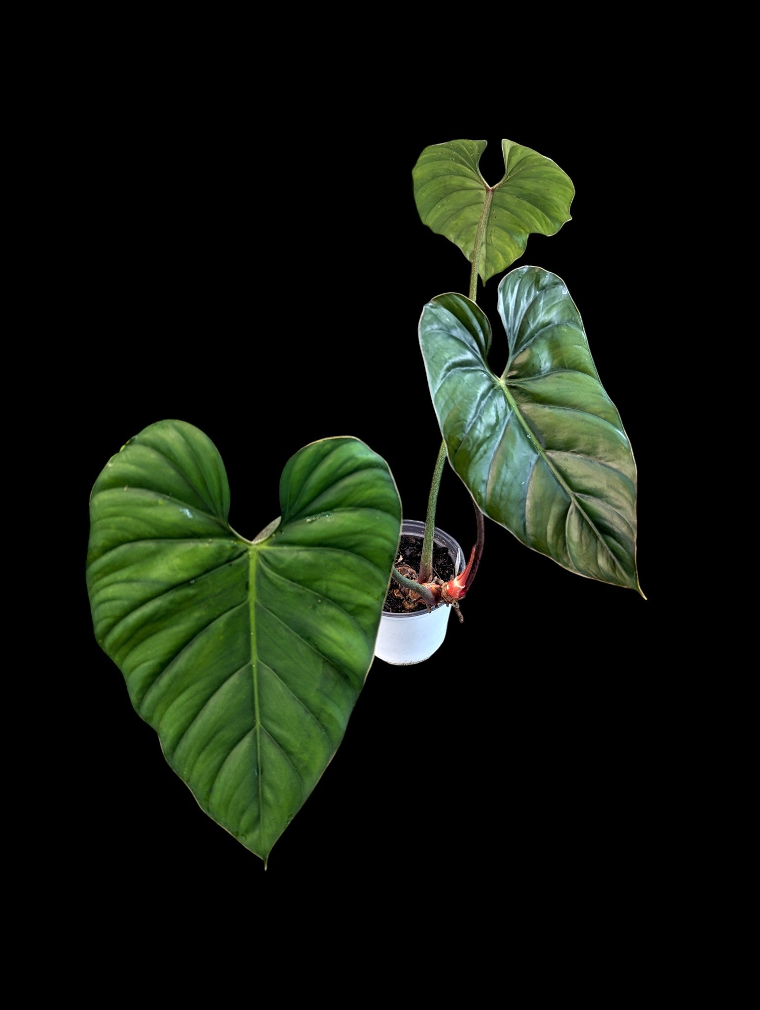 Philodendron Colombie