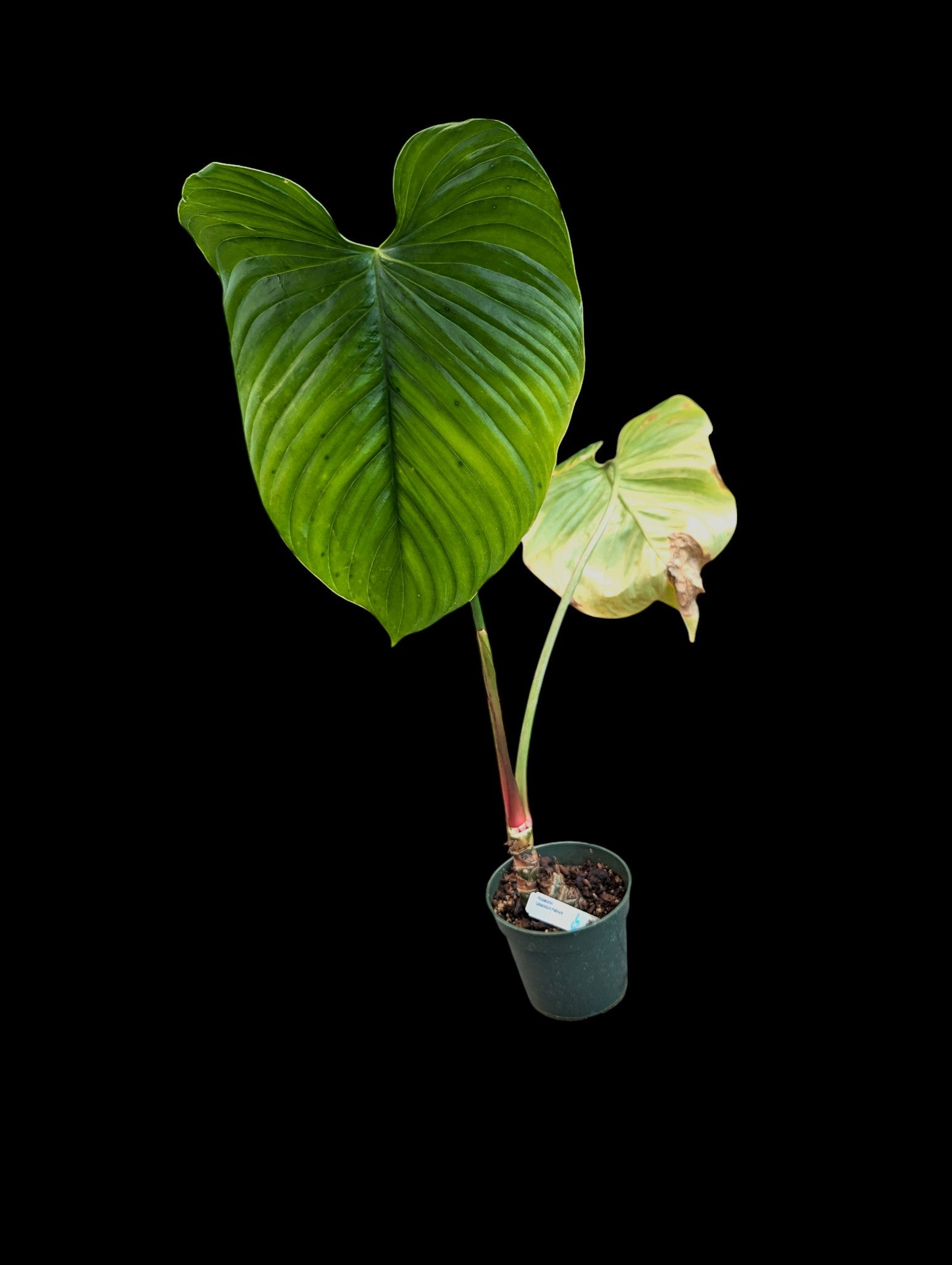 philodendron platinum Philodendron rubrocinctum Platinum
