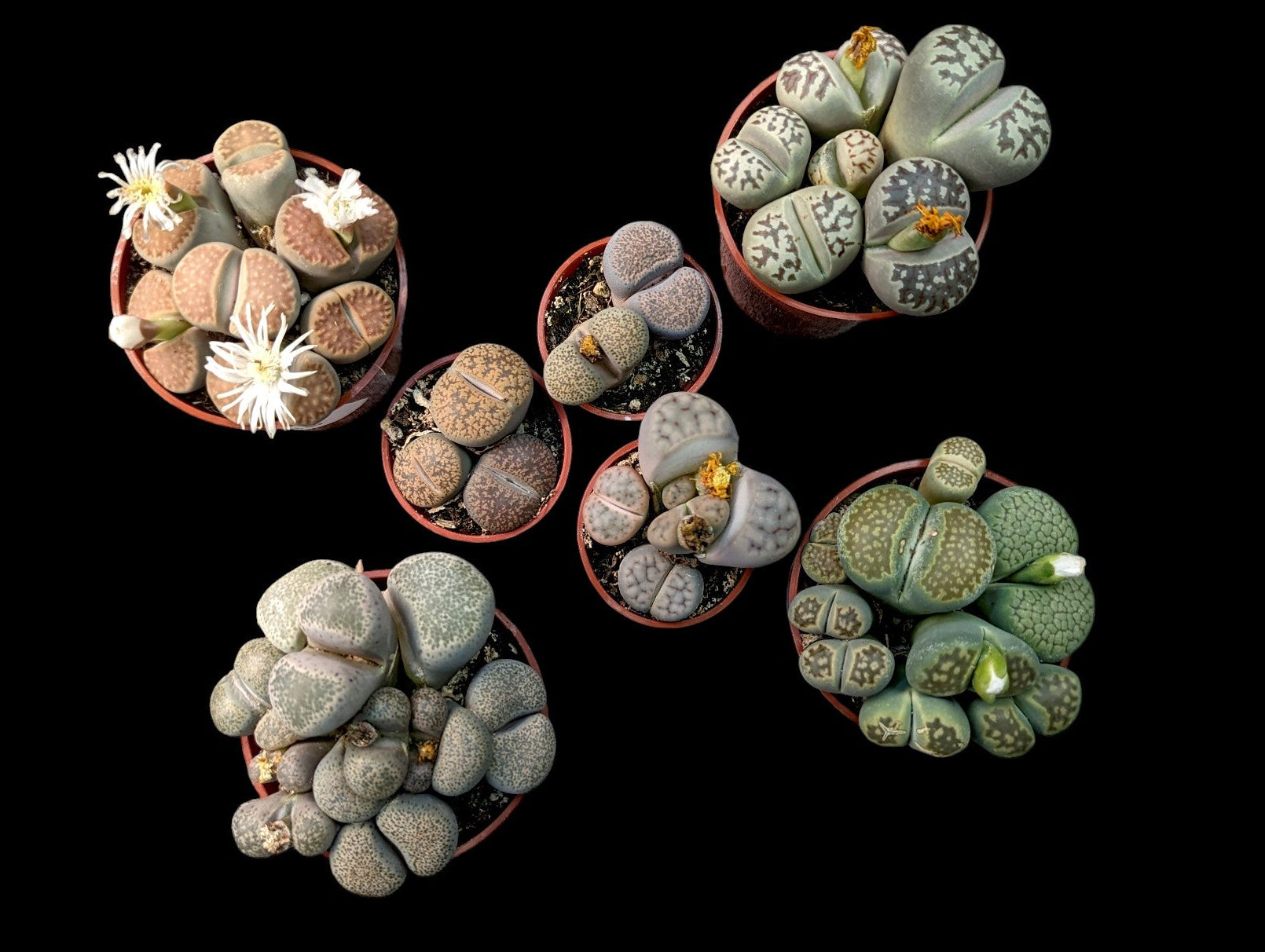 Assortiment de pierres vivantes